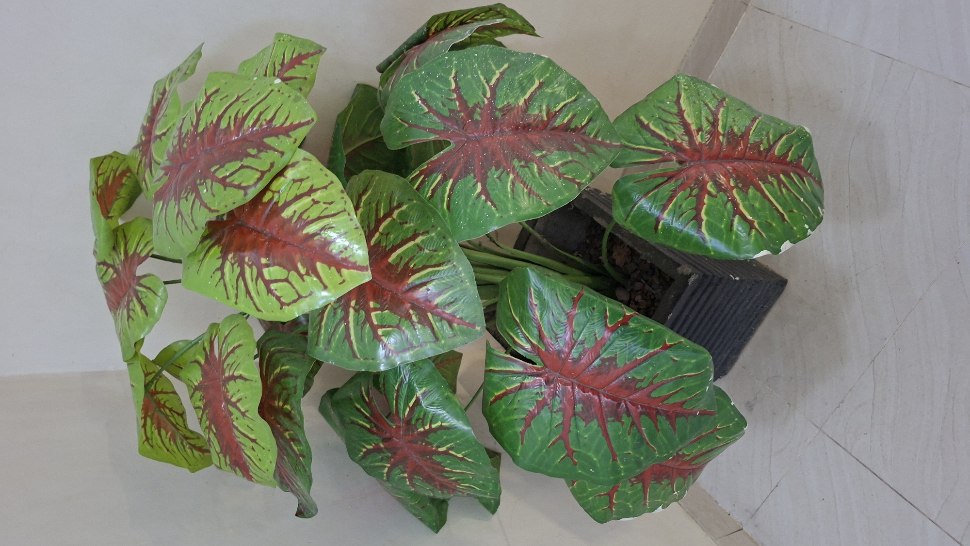 A vibrant potted Caladium plant with large, heart-shaped leaves is positioned in the corner of a room. The leaves display a striking pattern of bright green with prominent red veins radiating from the center, creating a visually dynamic effect. The plant is housed in a dark, textured square planter, which sits on a light-colored tiled floor. The background consists of a plain, light-colored wall. The overall scene suggests an indoor setting, possibly a home or an office space in Palembang, Indonesia, where such decorative plants are commonly found. The lighting appears to be even, indicating an indoor light source or natural light filtering into the room.