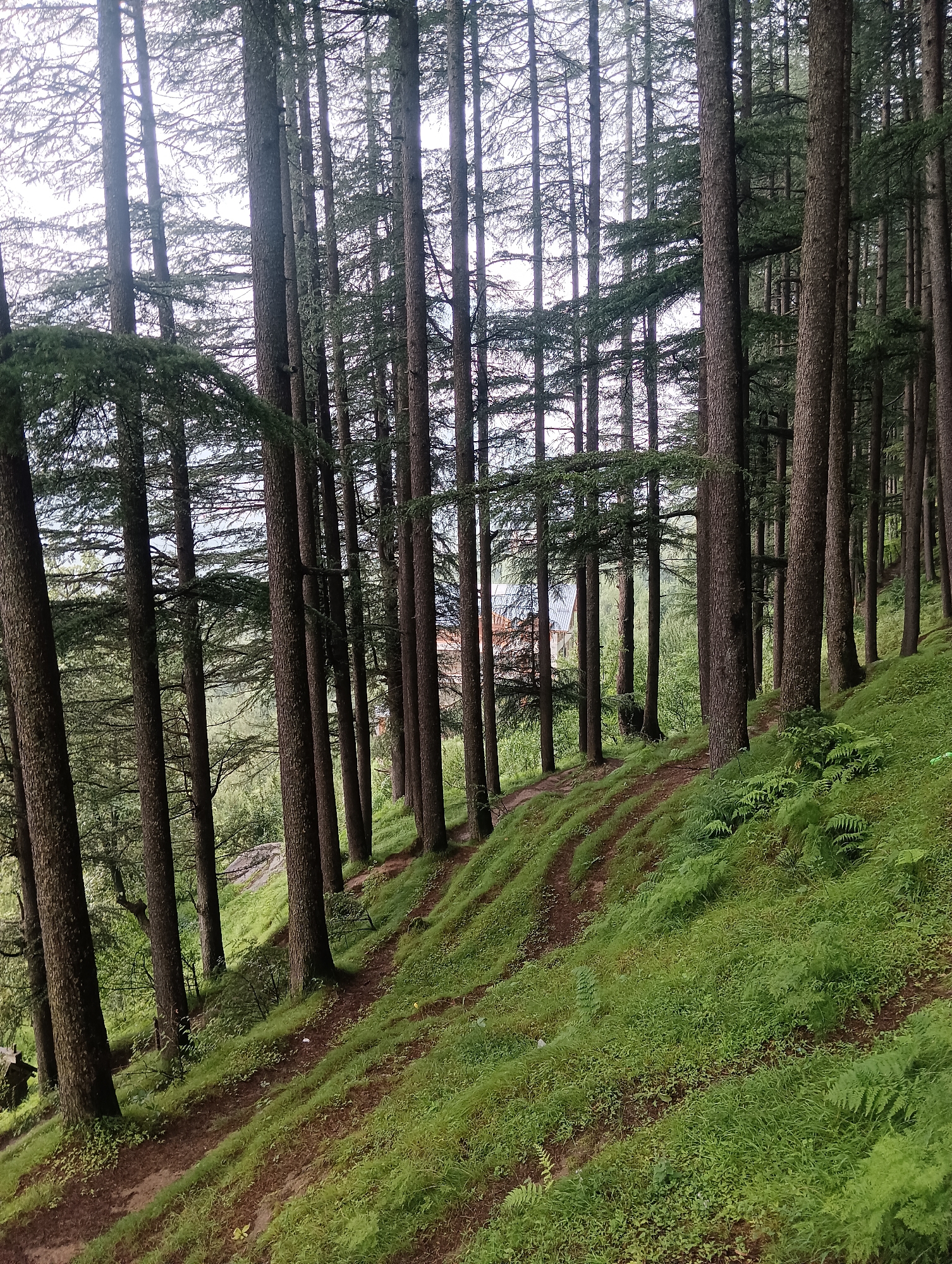 The image depicts a dense forest with tall, slender coniferous trees. The ground is covered in lush green grass and ferns, with a winding dirt path cutting diagonally across the slope. In the background, glimpses of buildings with reddish-brown roofs are visible through the trees, suggesting the presence of a settlement. The lighting suggests an overcast day, with soft, diffused light filtering through the canopy. There is a single person visible in the far left of the image, walking on the path. The scene appears to be a natural landscape with some human presence. The location is identified as Manali, India, a popular hill station known for its scenic beauty and forests.
