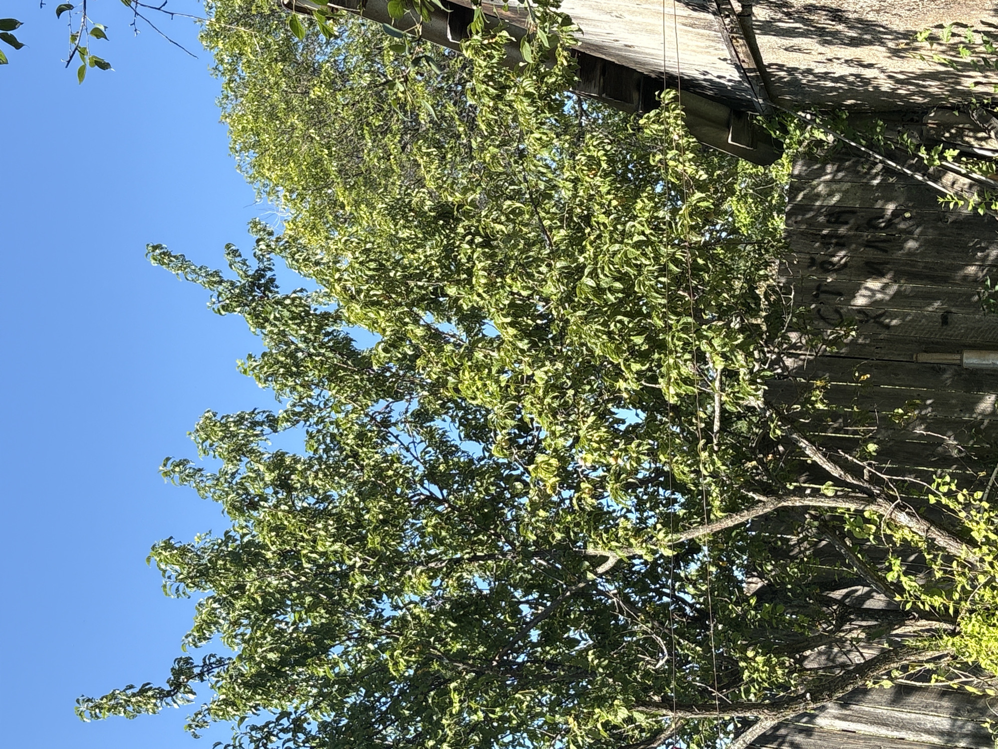 The image depicts a sunny outdoor scene with a clear blue sky overhead. In the foreground, a weathered wooden fence runs horizontally across the frame, casting shadows. To the left of the fence, a large deciduous tree with lush green foliage dominates the view, its branches reaching upwards. To the right of the tree and behind the fence, another tree with dense green leaves is visible, with a portion of a rustic wooden structure with a slanted roof peeking out. The lighting suggests it is daytime. The scene appears to be a residential backyard or a similar outdoor setting.