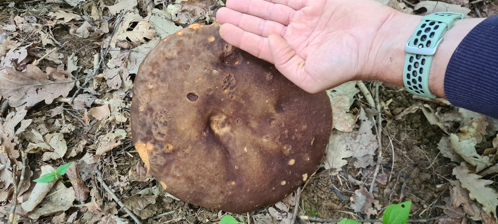 In Lopian, Bulgaria, a person's open hand is shown resting on the cap of a large, dark brown mushroom on the forest floor. The mushroom cap is roughly circular and appears to be about the size of the hand. It has a slightly uneven surface with some lighter brown and orange spots and indentations. The hand, positioned on the right side of the mushroom, has light-colored skin and is partially obscuring the mushroom's edge. The surrounding environment consists of a dense layer of dry, fallen leaves and twigs, typical of a woodland floor. A few small green leaves and sprigs are also visible among the leaf litter. The lighting suggests an outdoor setting, likely daytime, with some dappled light filtering through the trees.