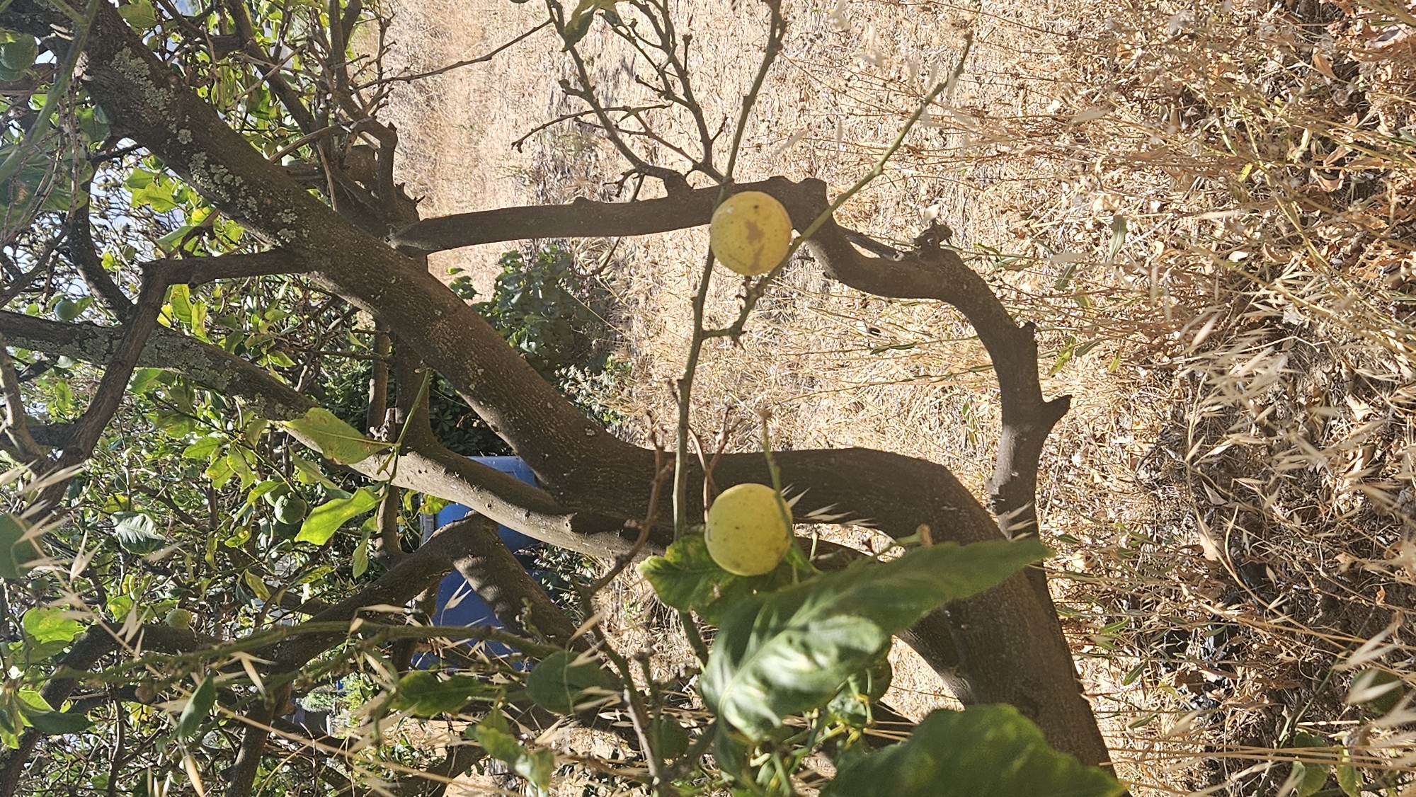 A low-angle, eye-level, medium shot captures a close-up of a small, gnarled citrus tree bearing two yellow fruits. The tree's branches are rough and textured, with patches of lichen. Sunlight dapples through the green leaves, casting shadows on the dry, straw-colored ground covered in fallen leaves and twigs. In the background, out of focus, are more trees and foliage. The overall impression is one of a dry, sun-baked environment. The image was taken in L'Île-Rousse, France.