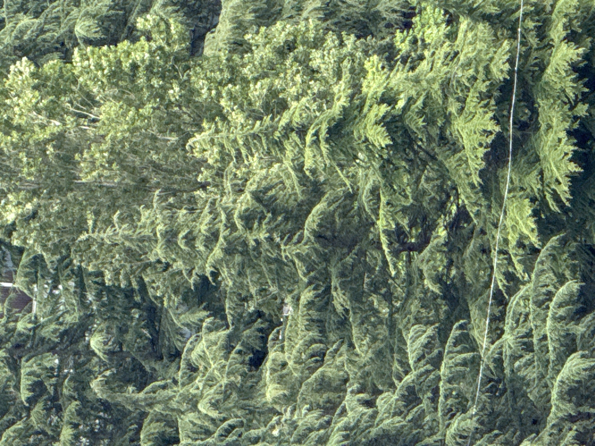 The image shows a dense collection of green trees, likely taken from an elevated position. The trees appear to be mainly coniferous, judging by their shape and foliage. A lighter green area suggests a mix of deciduous trees or a different type of foliage. A thin white wire or cable runs diagonally across the frame. The location is possibly in or near Batumi, Georgia, given the context. However, the image itself does not provide explicit evidence confirming this location. The scene depicts a natural environment.