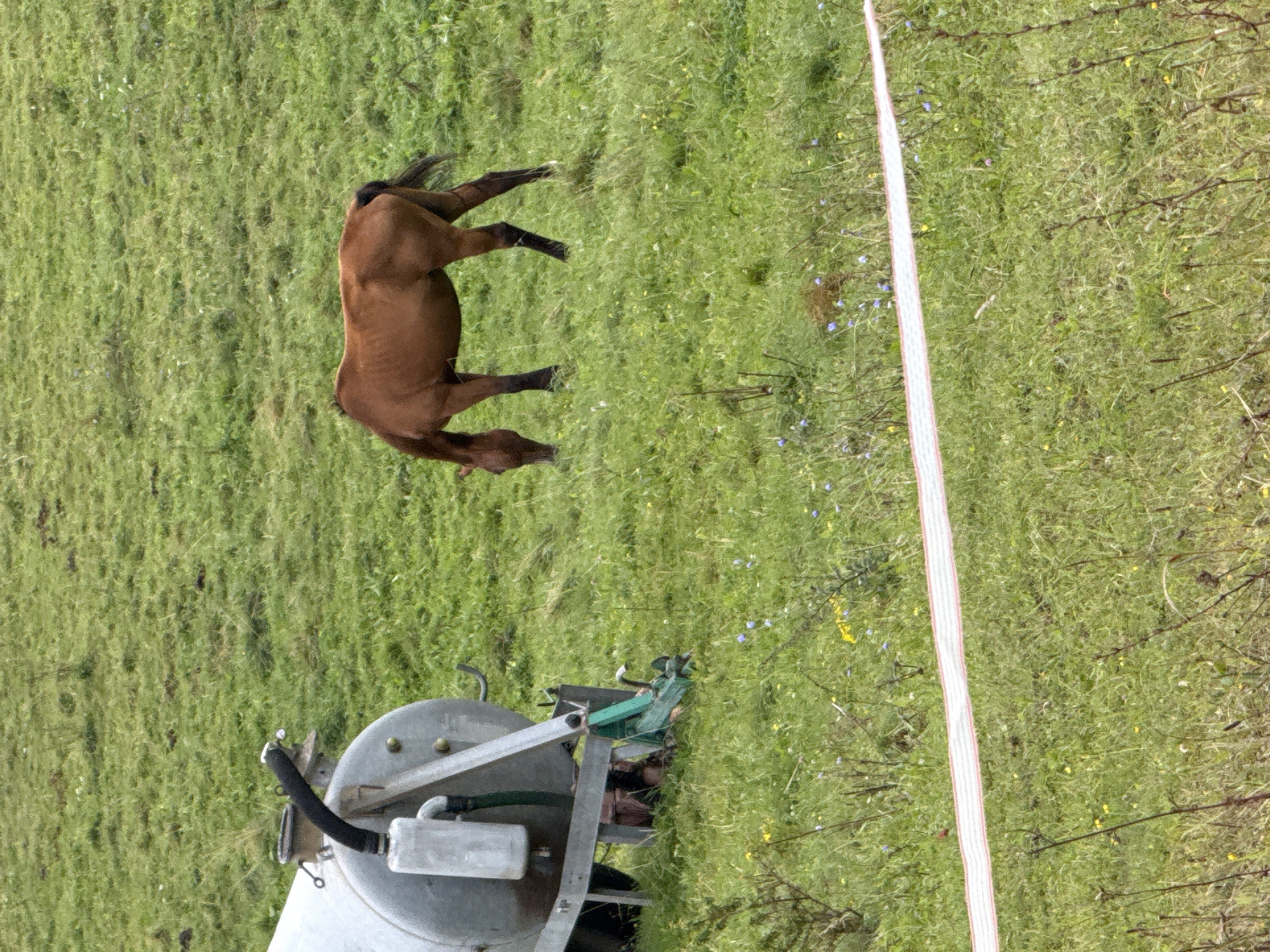 A brown horse grazes in a green field next to a large, silver water tank on wheels. The tank has a black hose attached to it. The field is dotted with small yellow and blue wildflowers. A white and red striped tape runs horizontally across the foreground of the image. The image appears to have been taken in the city of Galinė, Lithuania.