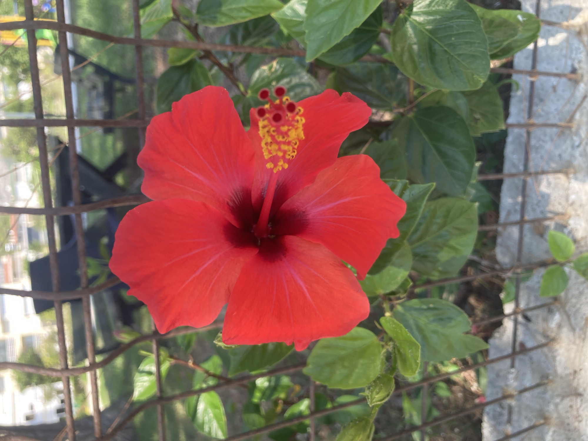 A close-up, eye-level, outdoor shot shows a vibrant red hibiscus flower in full bloom. The flower's petals are a deep red, with lighter red veins radiating from the center. The stamen, tipped with yellow pollen, is prominent. The flower is positioned in the foreground, with a rustic metal fence partially obscuring the background. Behind the fence, out of focus, are green leaves, a paved area, and glimpses of what appears to be a park or garden setting with benches and buildings in the distance. The lighting suggests it is daytime, possibly late morning or afternoon, with soft sunlight illuminating the flower. The scene is likely located in Kemer, Turkey, based on the floral and garden environment typical of the region.