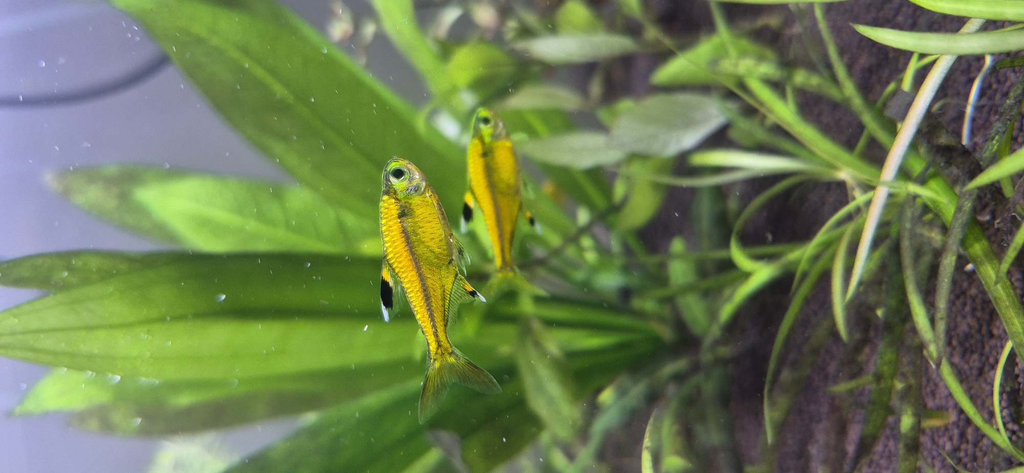 A bright yellow fish with a black stripe on its dorsal fin swims in an aquarium. The fish has a black spot on its tail fin and a black stripe on its anal fin. The fish is in focus, and the background is blurred. The background consists of green aquatic plants. The image is a close-up shot of the fish, with the fish taking up most of the frame. The lighting is bright, highlighting the yellow color of the fish.