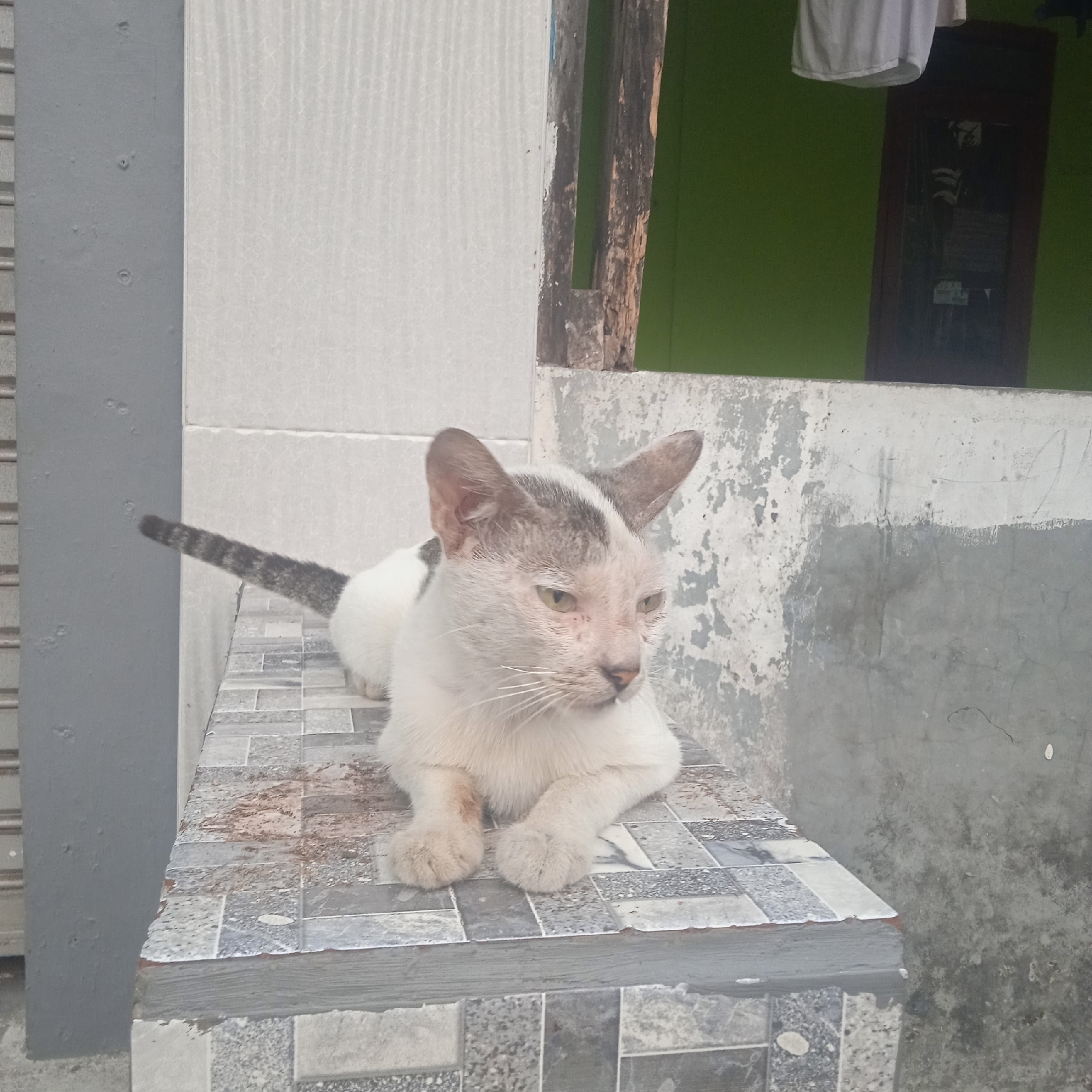A white cat with grey tabby markings on its head and tail is lying down on a tiled surface. The cat is looking to the right of the frame. The tiled surface appears to be part of an outdoor ledge or step. In the background, there is a weathered wall and a green wall, with a wooden beam visible. A white piece of fabric is hanging in the upper right corner. The overall scene suggests an outdoor environment in an urban or residential area. The image is consistent with an observation made in Situterate, Indonesia, a common location for such domestic animal sightings.