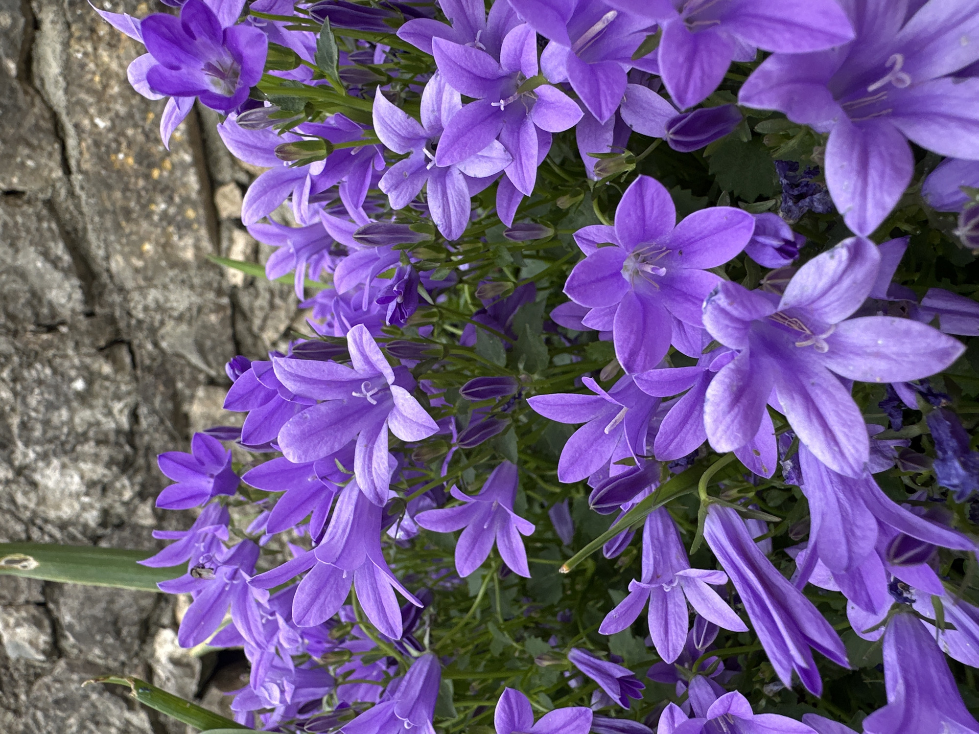 The image shows a dense cluster of purple bellflower blossoms (Campanula) growing next to a gray stone wall. The flowers are a vibrant shade of purple, with visible petals and reproductive structures. They are tightly packed together, with some leaves visible amongst the blooms. The stone wall has a rough texture and varies in color. The location is in the city of Unknown, Unknown.