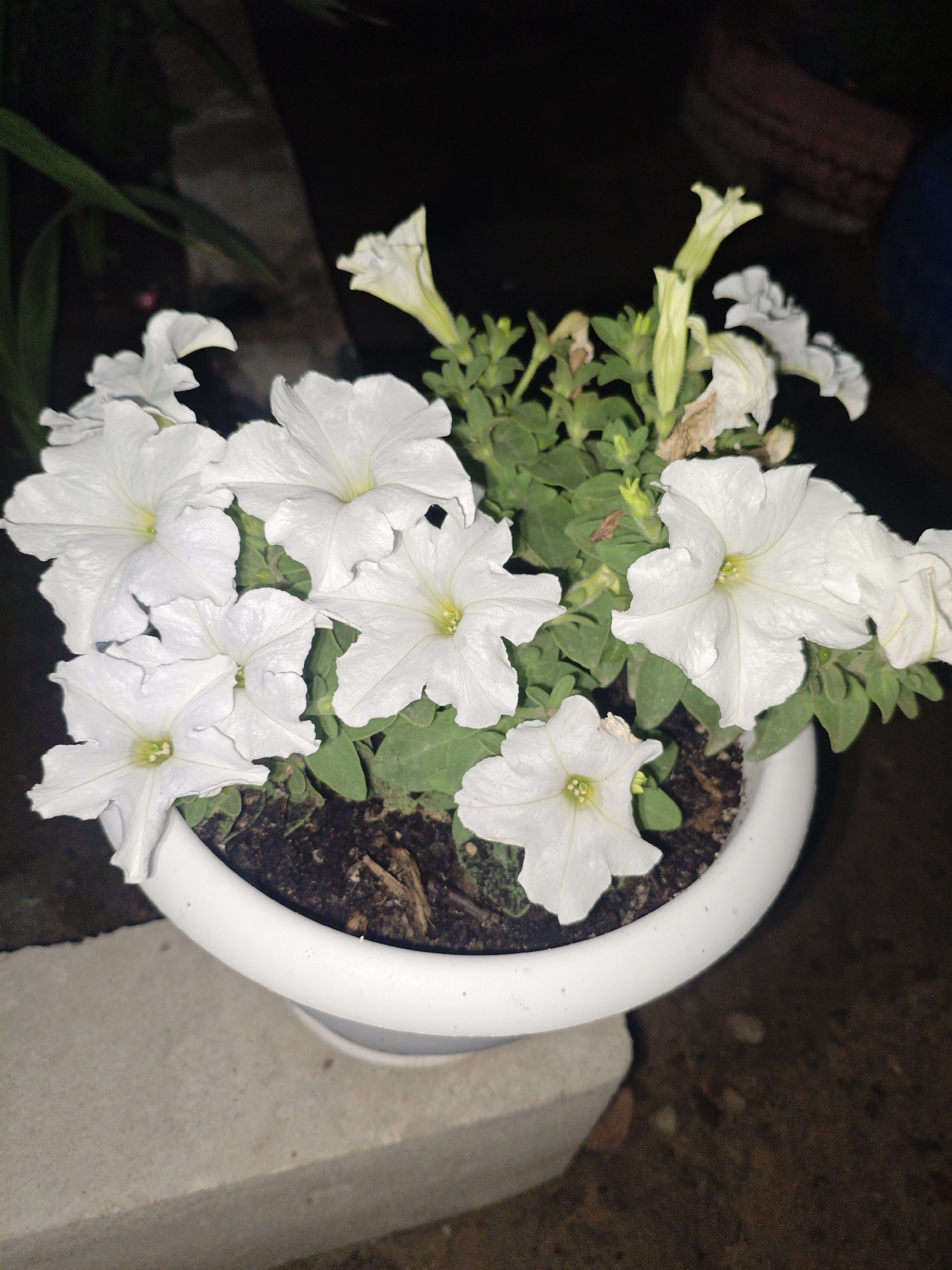 This is a close-up, low-light photograph of a white petunia plant in a white pot. The pot is placed on a concrete ledge. The petunias are blooming with several large, white flowers with yellow centers. Some of the flowers are fully open, while others are still in bud. The plant has green leaves and stems, and some dried brown leaves are also visible, suggesting the plant may be past its prime or experiencing some stress. The background is dark and out of focus, with hints of foliage and possibly other plants or objects. The overall impression is one of a garden setting at night or in dim lighting. The location is identified as Shu, Kazakhstan. No people, text, or specific weather conditions are evident.