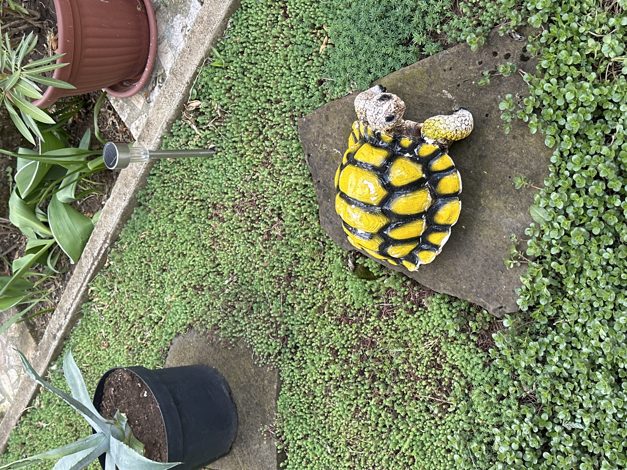 A high-angle shot depicts a garden scene, possibly in Montana, Bulgaria, though no specific landmarks confirm this. A yellow-and-black turtle figurine sits atop a flat stone slab, surrounded by low-growing green ground cover of two distinct types. A brown pot with plants, a solar garden light, and a black pot with a blue agave are visible along a concrete edging. There are no people or actions evident in the frame.