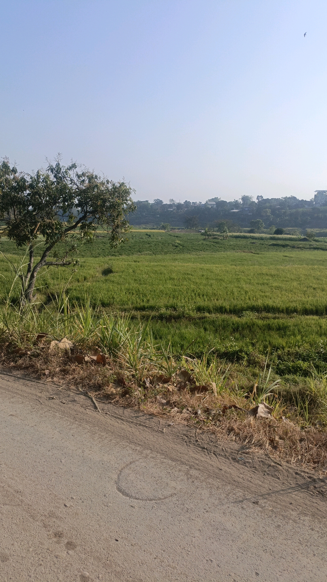 A clear, bright, dry day is captured in a medium shot, showcasing a rural landscape adjacent to a paved road. The foreground is dominated by a light gray asphalt road, marked with a faint circular indentation and some dry, brown foliage and tall grass along its edge.
Beyond the road, a vast expanse of vibrant green fields stretches into the mid-ground, divided by subtle channels or paths. In the left mid-ground, a solitary tree with lush green foliage stands prominently, its trunk visible. Further into the background, a line of trees and scattered buildings suggests a small village or settlement. The sky above is a pale, cloudless blue, with a single bird silhouetted against it in the upper right quadrant of the image. The overall impression is one of serene, rural tranquility.