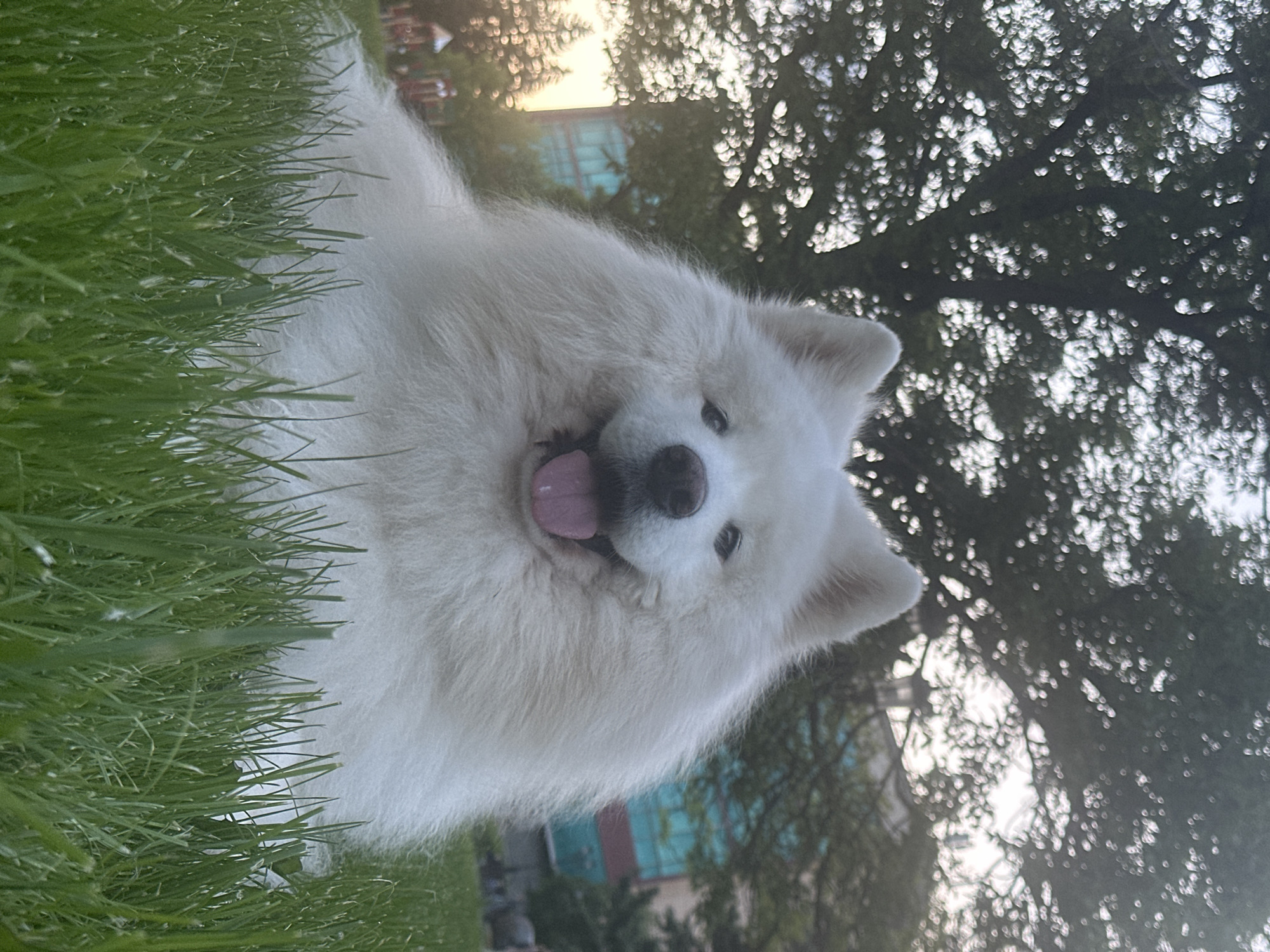 A white Samoyed dog is positioned centrally in the frame, lying on its stomach on a patch of green grass. The dog's dense white fur is prominent, its dark eyes are directed forward, and its black nose is visible. Its mouth is slightly open, revealing a pink tongue. The immediate foreground consists of blurred green grass blades, with the grass around the dog appearing sharper. To the left of the dog, out-of-focus conifer trees with warm, orange-yellow illumination are visible, along with indistinct red and white structures suggestive of playground equipment. To the right of the dog, a modern building with multiple blue-tinted window panes is partially visible through blurred foliage. The upper background features heavily blurred deciduous tree foliage, backlit by a bright, diffused light source, creating pronounced bokeh effects. The scene is an outdoor urban or suburban park setting, within the city of Unknown, Unknown, under late afternoon or early evening lighting conditions.