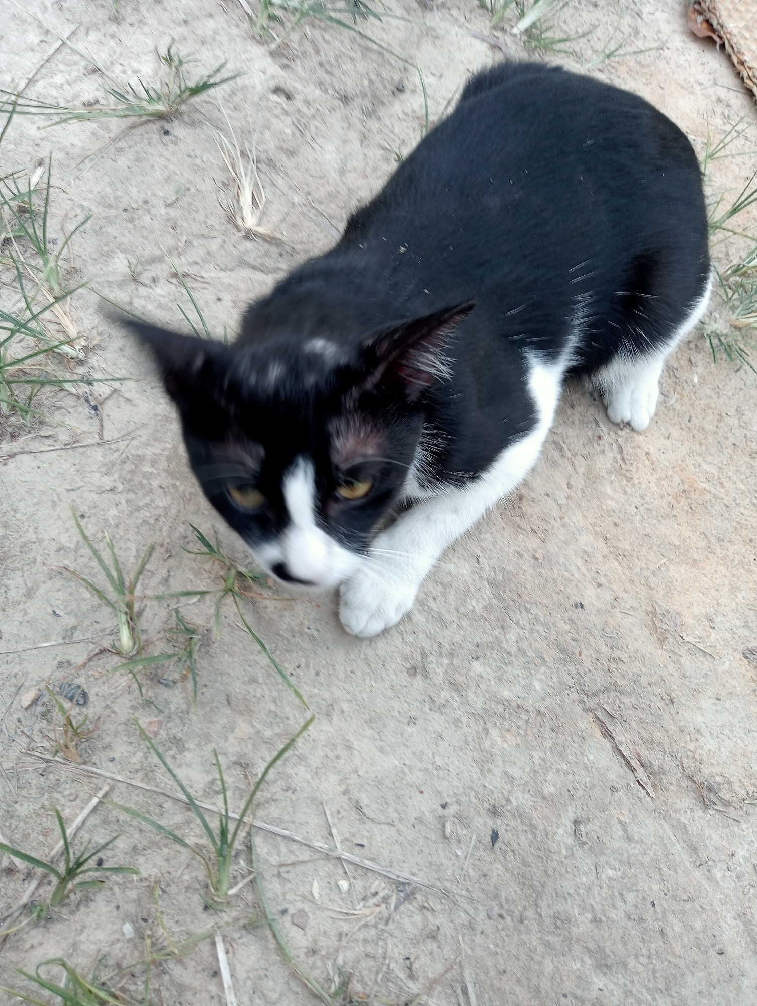 A black and white cat is lying on a sandy surface with sparse vegetation in Kota Negara Timur, Indonesia. The cat is facing the camera with its head tilted slightly to the right. Its eyes are open and yellow. The cat has white paws and chest. The background is a dusty ground with some dry grass and small green plants.
