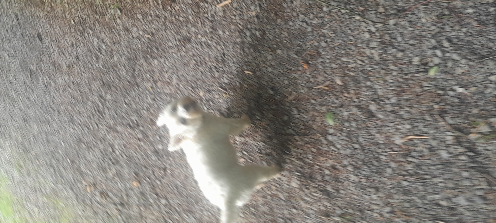A small white dog is captured in motion on a gravel path in Rossmore Park, Ireland. The dog, which appears to be a West Highland White Terrier or similar breed, is facing the camera with its mouth slightly open and its ears perked up. Its fur is short and white, and its tail is extended behind it. The dog is positioned on the left side of the frame. The background consists of a dense gravel surface with scattered leaves and twigs. The lighting suggests it is daytime, with some overgrowth of green grass visible on the far left of the image. The image is slightly blurred due to the dog's movement.