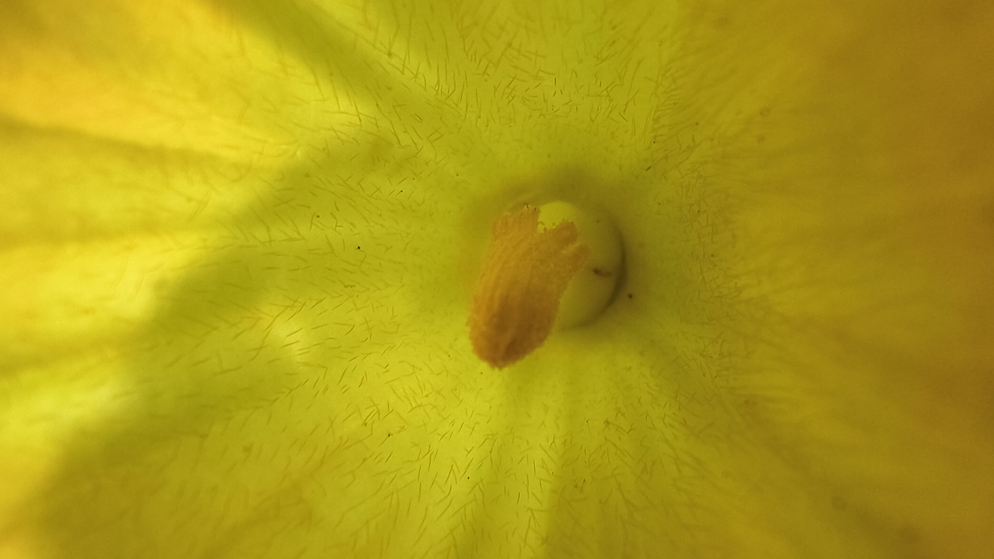 A close-up, macro photograph captures the interior of a yellow flower. The focus is on the stamen, a prominent, fuzzy, orange structure located at the center of the flower. The petals, which are a vibrant yellow, are visible extending outwards from the center. The surface of the petals is textured with fine, hair-like structures. The lighting creates soft shadows and highlights, emphasizing the delicate nature of the flower. There is no indication of location in Mikhaylovka, Russia, or any people, actions, or interactions.