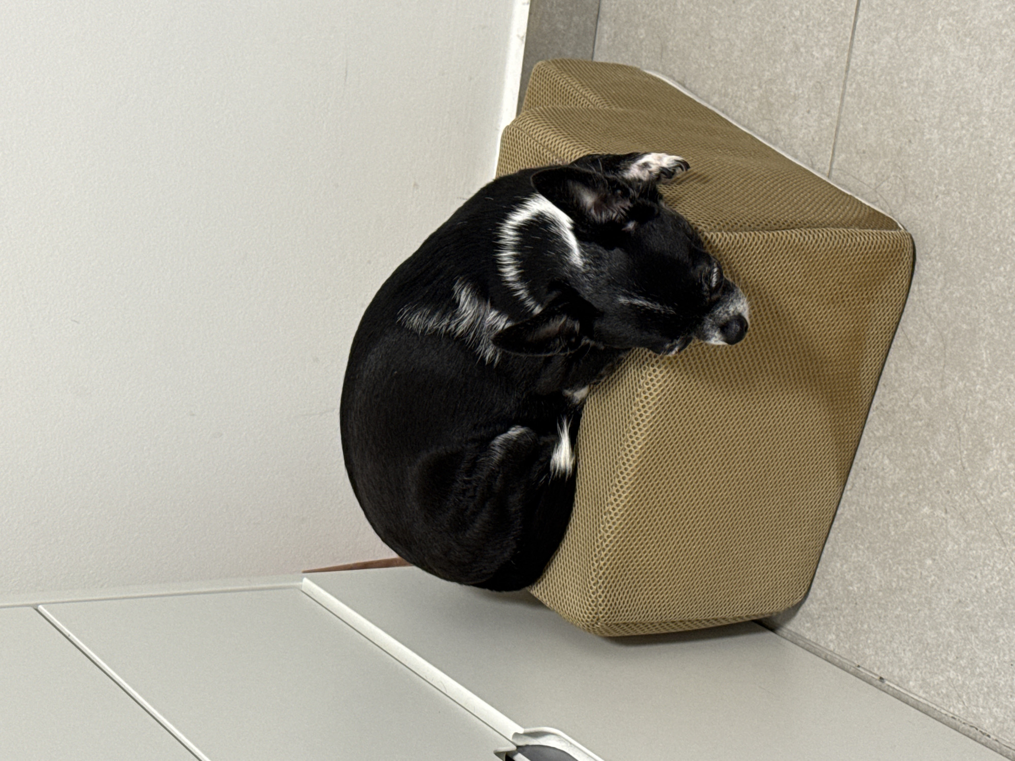 A black and white dog is curled up asleep in a tan-colored dog bed, which is positioned on top of a white cabinet next to a white wall. The dog bed is in a corner between the white wall and a light gray wall with a tile-like pattern. The scene is indoors. There is no indication the image was taken in Tel-Aviv, Israel.