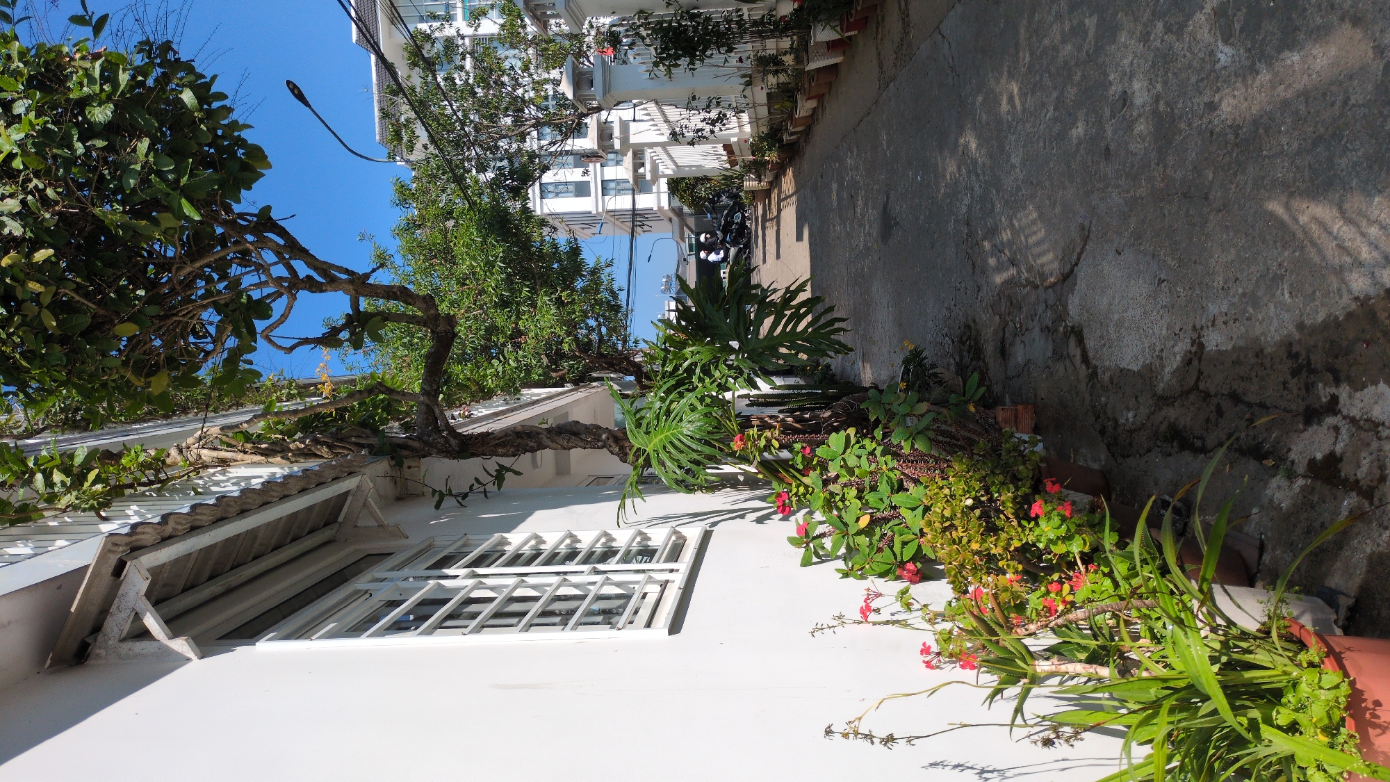 The image shows a narrow street in Da Lat, Vietnam. A white, two-story building with barred windows and a tiled roof is on the left. A large tree grows out of the roof, its branches reaching towards the blue sky. Various potted plants with red and green foliage line the base of the building. The street is paved with concrete and slopes slightly upwards. More buildings are visible in the distance, along with some motorcycles parked on the street. Shadows from the surrounding buildings and vegetation fall on the street.