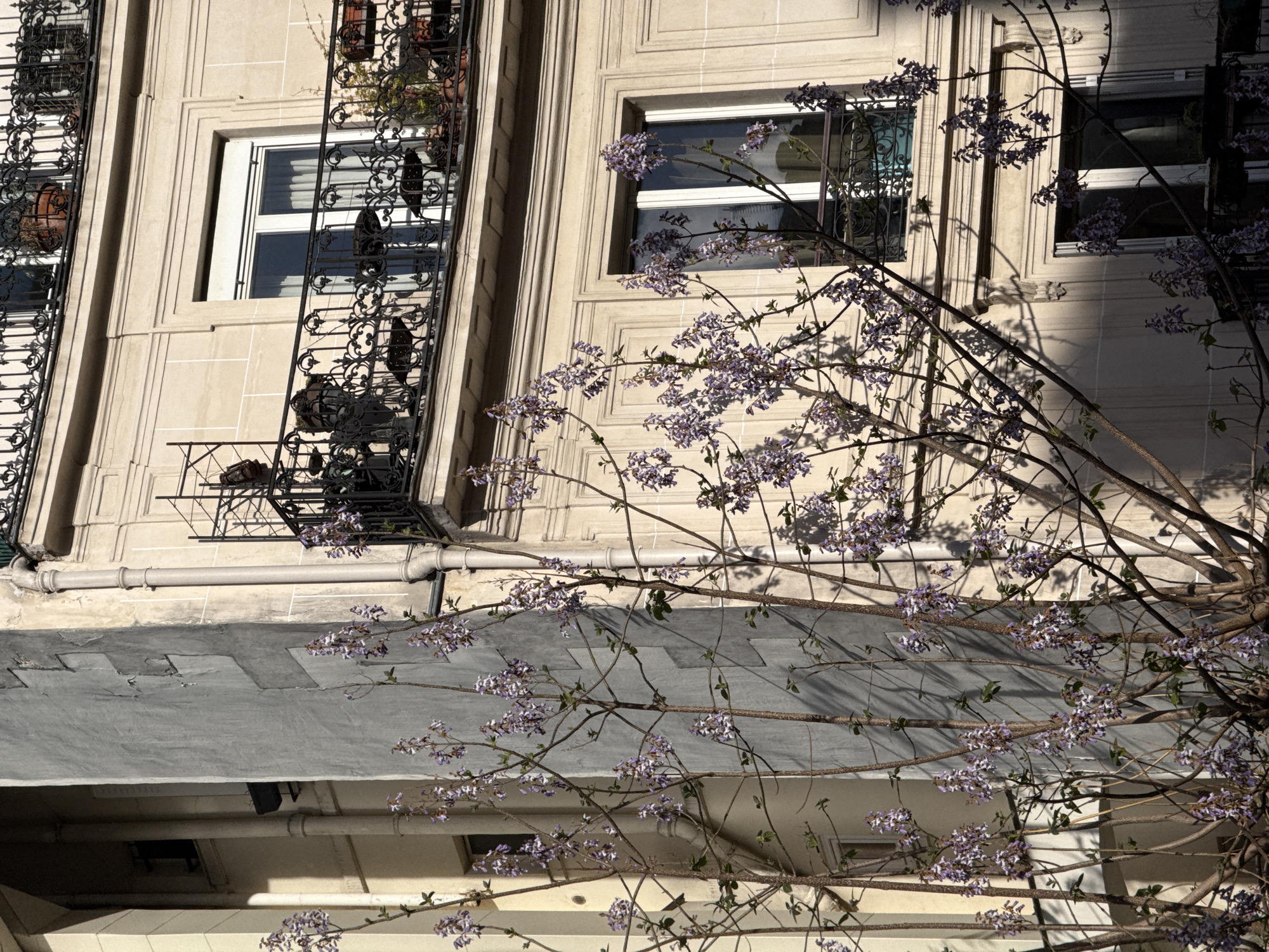 This medium-angle outdoor shot presents a segment of a classic Parisian building, likely an apartment block, bathed in bright sunlight. The facade, constructed from light-colored stone, features multiple windows with white frames and decorative surrounds. Each window is fronted by an elaborate black wrought iron railing, suggesting small balconies or balustrades. Through the railings, glimpses of internal window treatments or reflections are visible, along with some distant foliage.
Dominating the foreground and midground are the delicate branches of a tree, adorned with numerous clusters of small, pale purple-pink blossoms, indicative of springtime. These flowering branches diagonally traverse the image, creating a natural, organic layer that partially obscures the building. Dappled shadows from the branches are cast across the stone facade, adding depth and texture to the scene.
Below the primary windows, a grey, possibly tiled or metal, sloped roof or a wide ledge is visible, with a prominent grey drainpipe running horizontally above it. The strong, raking shadows across the building suggest either a morning or late afternoon setting under clear, sunny skies. The architectural style, combined with the blooming tree, evokes a serene urban atmosphere characteristic of Paris in spring. No people or visible text are present.