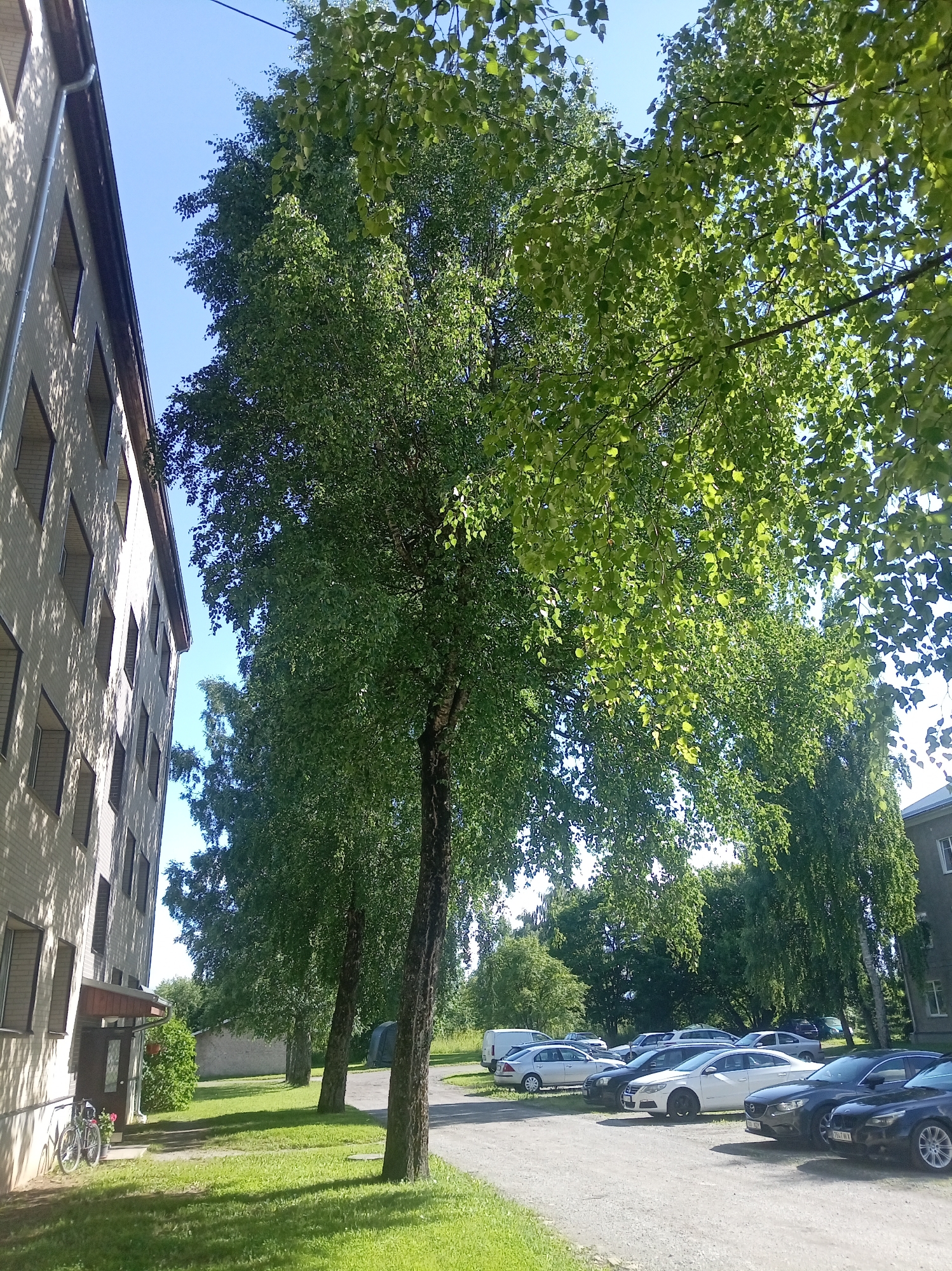 This is a medium-shot, eye-level, outdoor, daytime photograph taken in Tapa, Estonia. The scene depicts a row of parked cars on a gravel lot, bordered by a grassy area and a large building. The building on the left is a multi-story, light-colored structure with numerous windows, casting shadows on the facade. A bicycle and a small plant are visible near the entrance of the building. Several large trees with lush green foliage dominate the right side of the frame, their branches and leaves creating a dappled effect from the sunlight. The sky is clear and blue. The cars are of various makes and models, predominantly sedans and hatchbacks. The overall atmosphere is one of a quiet residential or commercial area on a sunny day. There is no visible text in the image.
