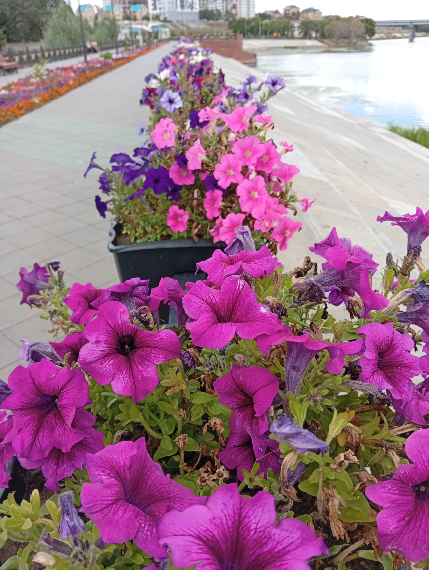 The image depicts a close-up view of potted purple petunia flowers in the foreground, with more flowers in shades of pink and purple visible in the background in black planters. The planters are arranged along a paved walkway adjacent to a concrete embankment overlooking a body of water. Beyond the water, the cityscape of Заречный ауылдық округі, Kazakhstan, can be seen, characterized by multi-story buildings and a bridge. The walkway is lined with colorful flower beds, and a lamppost is visible in the distance. The overall scene suggests a well-maintained public space, likely a waterfront promenade.