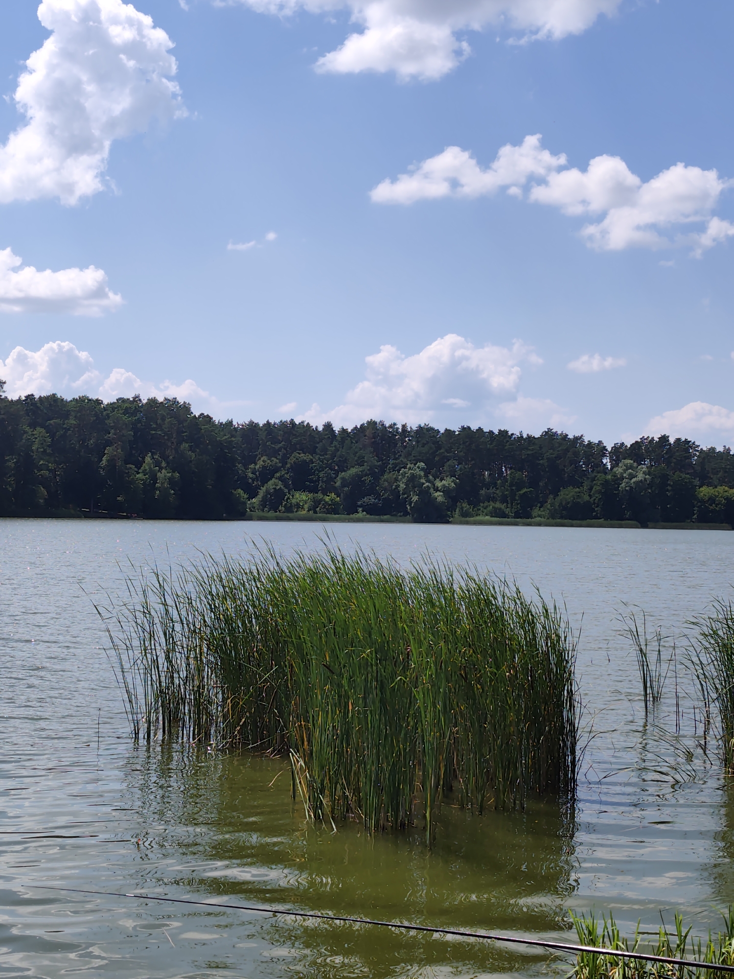 A wide shot captures a tranquil lake scene on a bright, sunny day in Bobrytsia, Ukraine. The sky is a vivid blue, dotted with fluffy white clouds. The lake's surface is calm, reflecting the sky and the lush green trees that form a dense line along the opposite shore. In the foreground, tall reeds and cattails grow in clusters, their vibrant green stalks emerging from the murky water. The water itself appears greenish-brown, with ripples and a slight sheen indicating sunlight. A dark fishing line is visible stretched across the lower part of the frame, suggesting someone is fishing from the bank or a boat. The overall impression is one of peaceful, natural beauty.