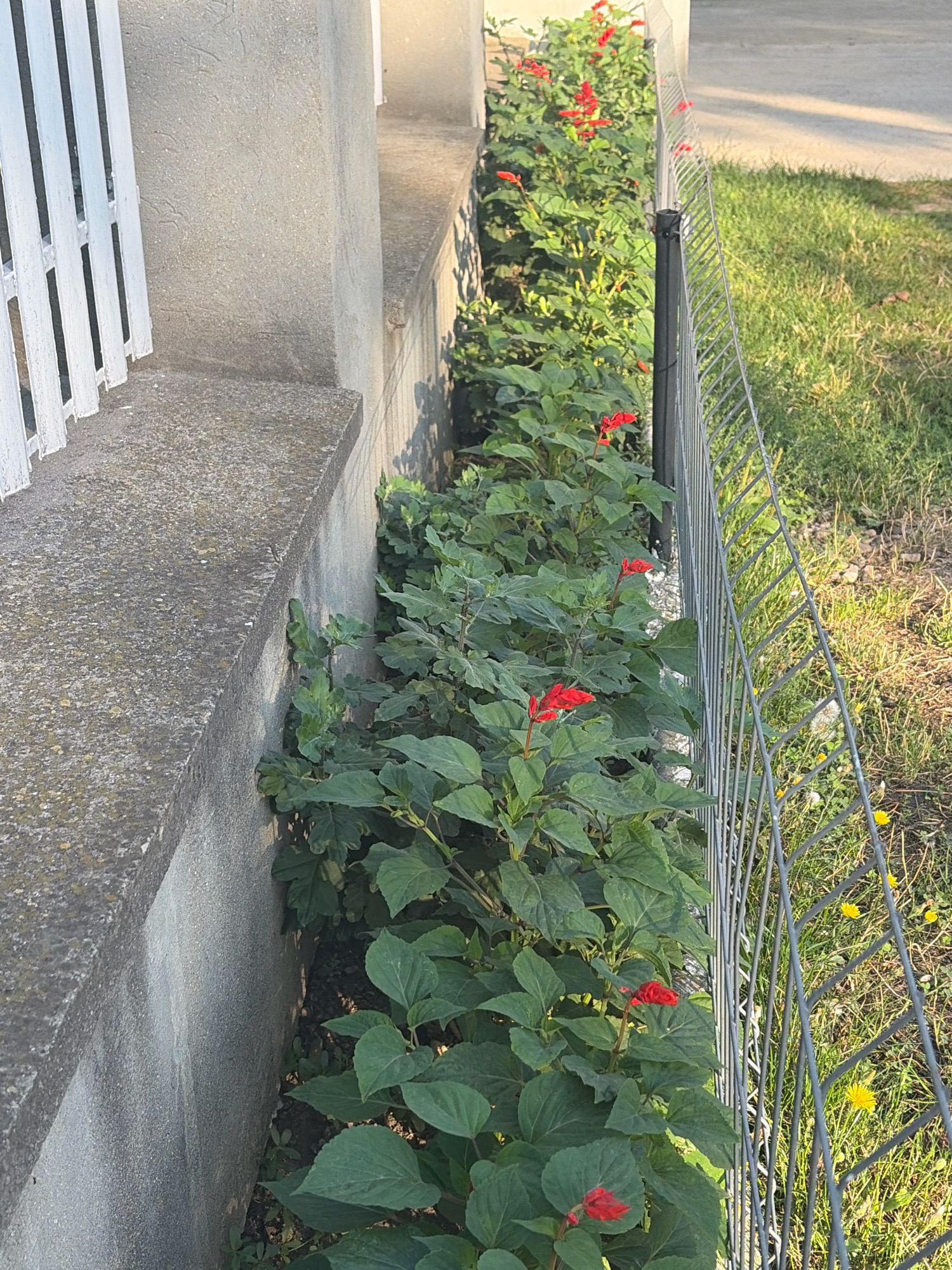 In the city of Oxentea, Moldova, a low-lying planting area is situated alongside a concrete structure and a metal fence. Lush green foliage with scattered red flowers dominates the planting bed, which appears to be a narrow strip of soil. The concrete structure is a low wall or foundation, with a visible horizontal edge. A white picket fence is partially visible to the left. To the right of the planting area is a grey metal chain-link fence, extending into the background. Beyond the fence, a grassy area with sparse yellow wildflowers is visible, bathed in warm sunlight, suggesting it is either morning or late afternoon. The overall scene depicts a section of a garden or landscaped area, likely in a residential or public space.