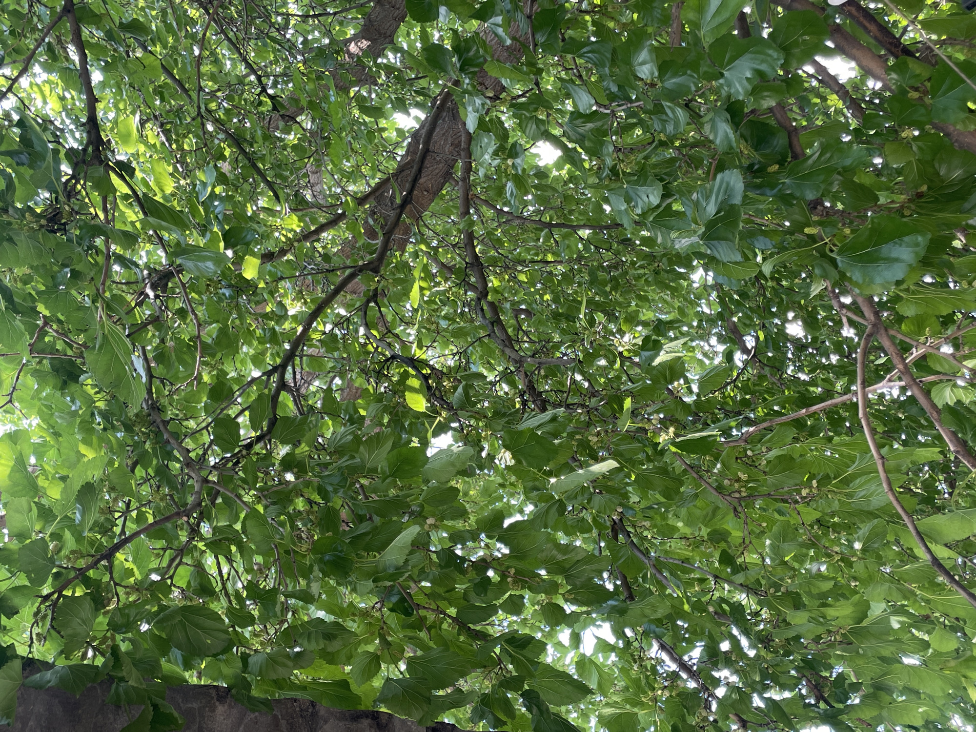The image shows a close-up view of a tree canopy with dense green leaves and visible branches. The perspective is from below, looking up into the tree. Several small, undeveloped green fruits or buds are scattered among the leaves. The lighting suggests it is daytime, with some sunlight filtering through the foliage. The image does not contain any people or specific urban features that would definitively place it in Khadzhalmakhi, Russia. The scene is natural, focusing solely on the tree's foliage and branches.