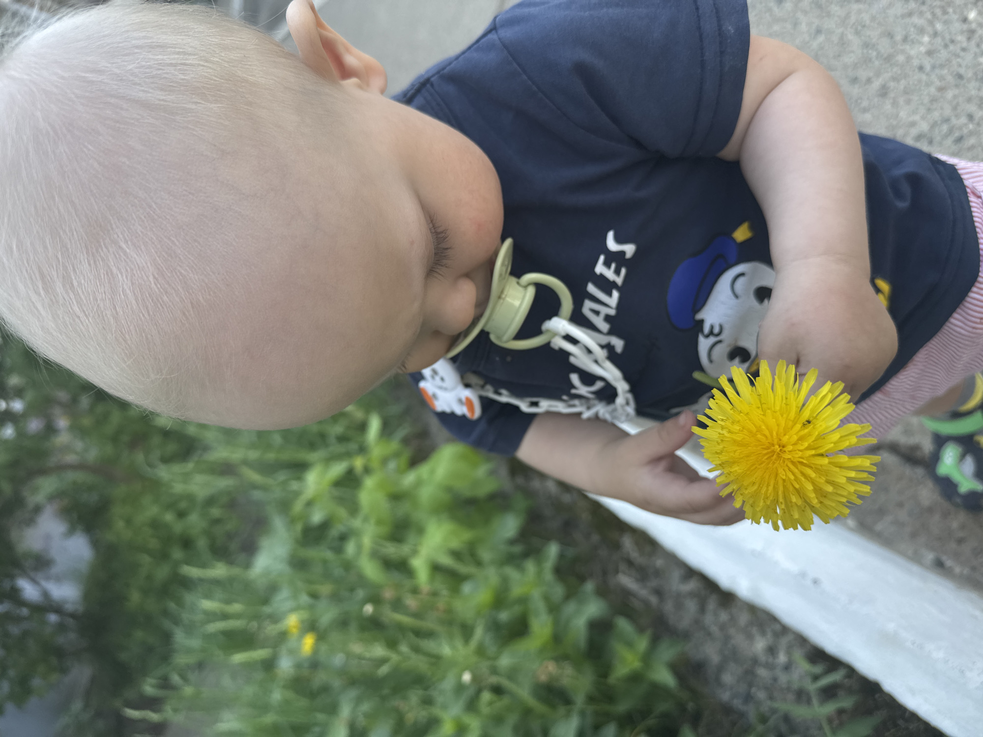 A toddler with fair hair stands outdoors, holding a bright yellow dandelion. The child wears a navy blue t-shirt with a cartoon character on it and pink and white striped shorts. A pacifier is in the child’s mouth. The background shows green foliage and a section of white painted concrete. The location is Chaikovsky, Russia.