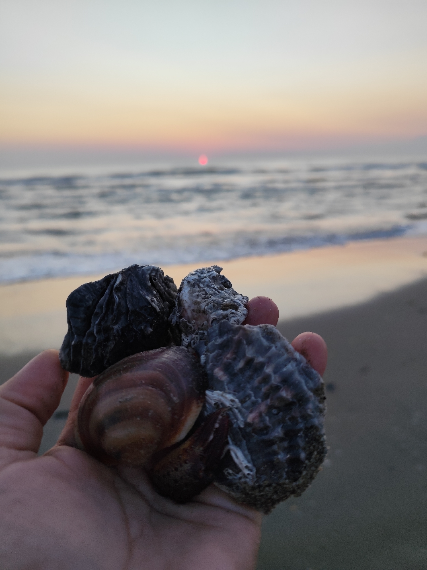 The image shows a hand holding several seashells against the backdrop of a beach during sunset. The sun is a small, reddish-pink disc low on the horizon, casting a soft glow across the water and sky, which transitions from pale yellow near the horizon to a light blue at the top of the frame. Waves are gently rolling onto the sandy beach. The seashells in the hand are varied in texture and color, with some appearing dark and ridged, while others are lighter and more textured with barnacles or other marine growth. The hand itself is visible, with skin tones suggesting it belongs to an adult. The scene evokes a peaceful, natural setting. While the image is of a beach, no specific location in Rimini, Italy, can be determined from the visual information provided.