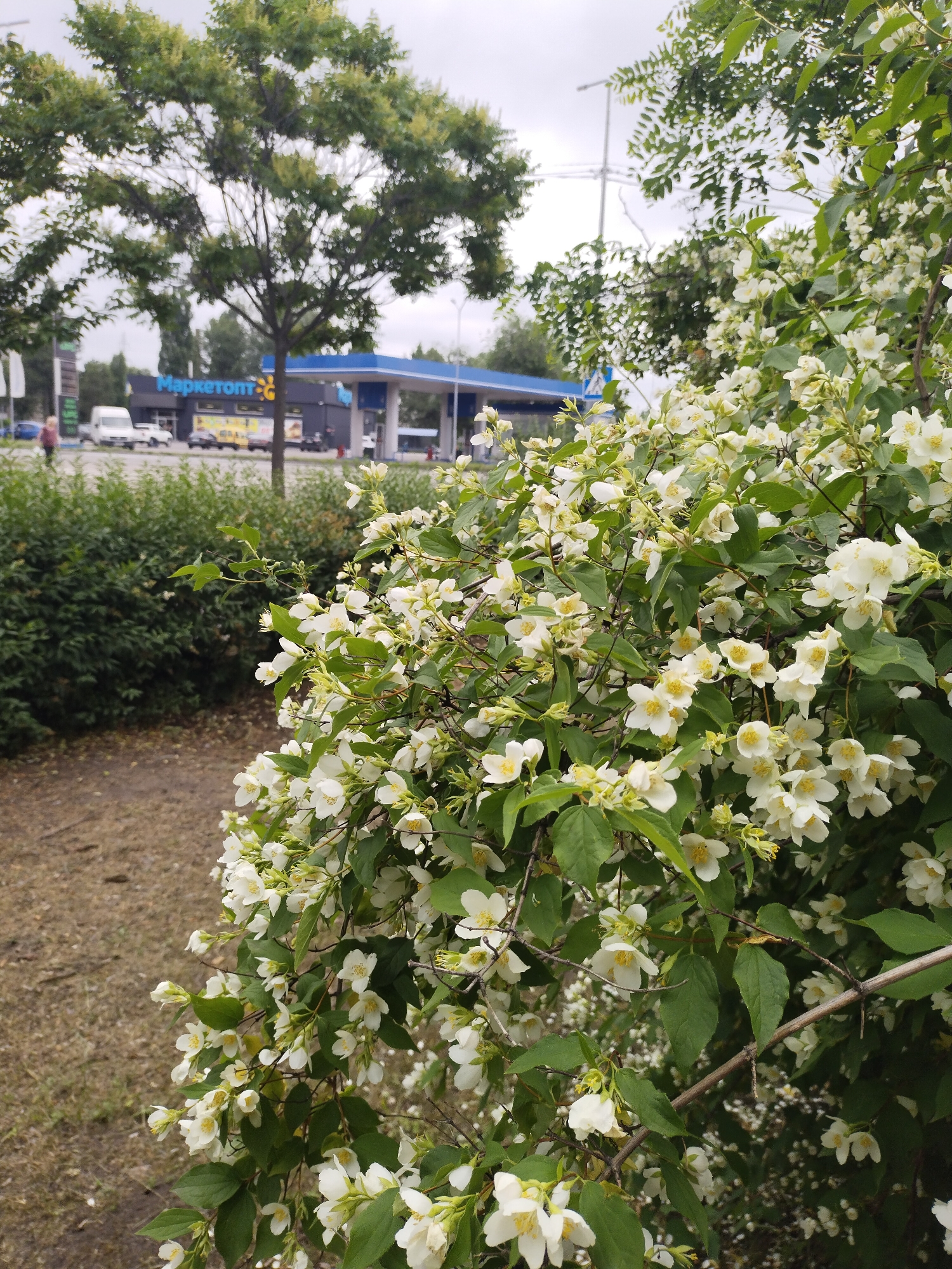 The image captures a close-up of a flowering bush with numerous white blossoms in the foreground, partially obscuring the background. To the left of the flowering bush, there is a well-maintained green hedge. Beyond the hedge, a road is visible with a few vehicles, including a white van and a car. In the distance, a gas station with a blue roof and the word "Маркетопт" (Marketopt) in Cyrillic lettering on its facade is present. A person is walking near the gas station. Trees with green foliage are scattered throughout the scene. The sky is overcast. The overall impression is an outdoor urban environment in Horishni Plavni, Ukraine, during daylight hours.