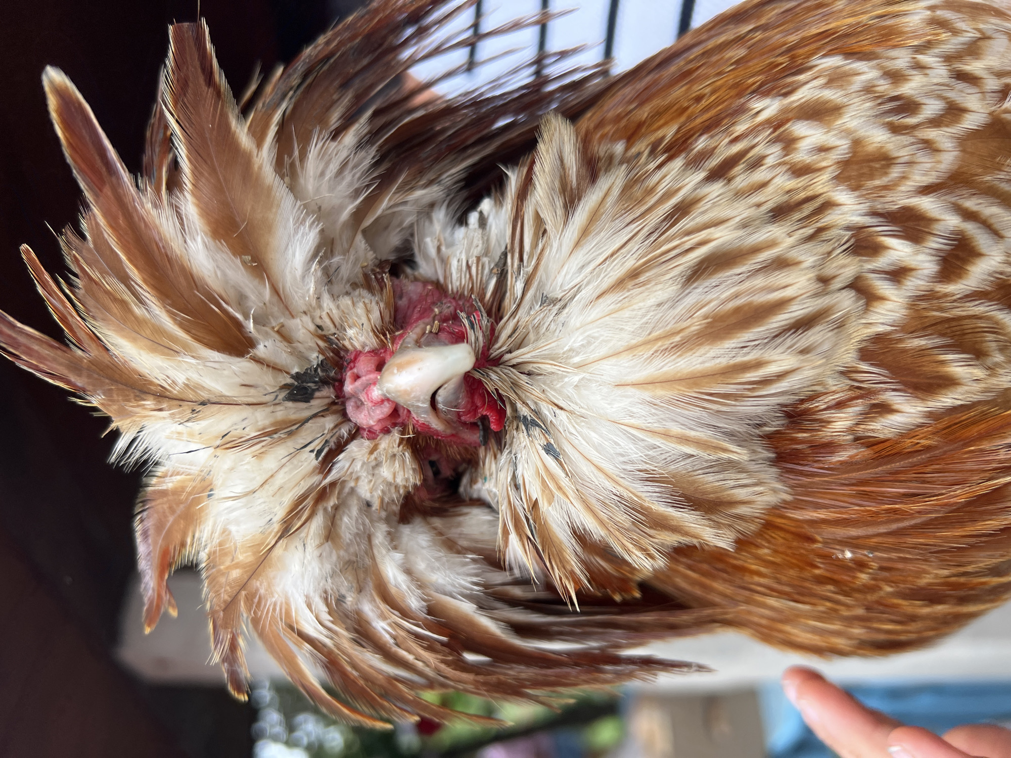 The image is a close-up, eye-level shot of a chicken's head and upper body. The chicken has a prominent crest of brown and white feathers that fan out around its head, obscuring much of its face. Its beak is visible, and appears to be white. The area around the eyes and beak is red and fleshy, suggesting some irritation or injury. The chicken's body is covered in brown and white feathers with a metallic sheen. A human finger, lightly touching the chicken's feathers on the left side of the frame, indicates a close interaction. The background is out of focus, but appears to be an outdoor setting with hints of natural light and possibly some man-made structures. There is no information in the image to suggest a location in Bujenka, Poland.