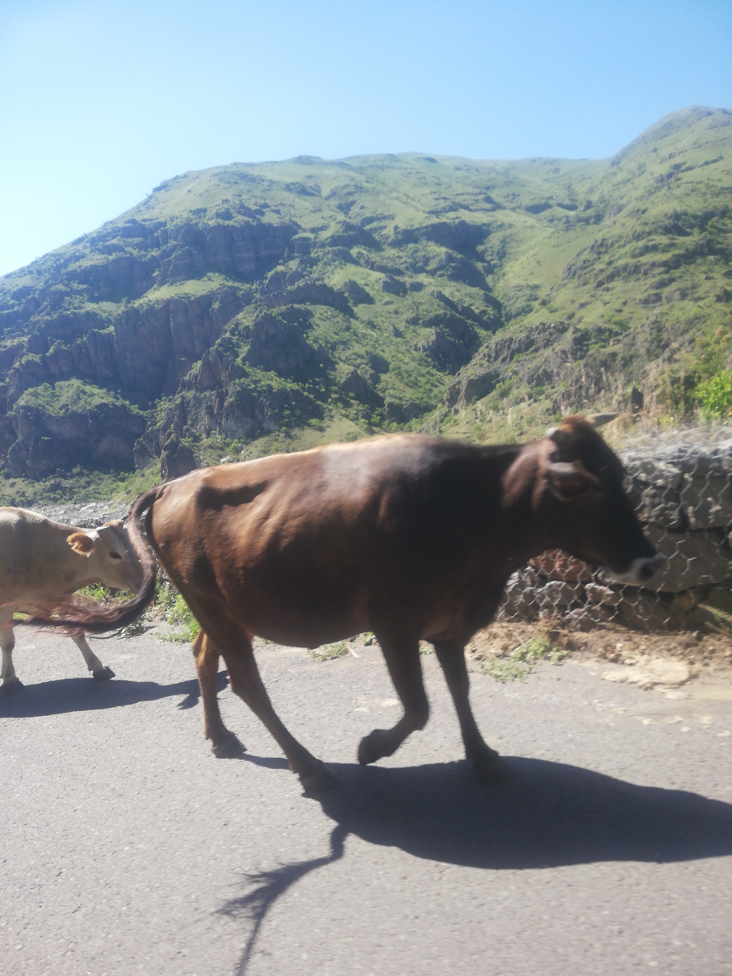 In Tmogvi, Georgia, two cows are walking on a paved road. The larger cow, a dark brown bovine, is in the foreground, positioned to the right and facing left. Its head is down, and its body is angled slightly away from the viewer. The smaller cow, a lighter brown calf, is to the left of the larger cow and slightly behind it, also facing left. Both animals have their tails extended. The road is gray asphalt, and to the right of the road is a stone wall constructed with wire mesh and filled with stones. Behind the wall, the ground is covered in dry vegetation. In the background, a steep, green mountain rises dramatically. The mountain is covered in lush green grass and features rocky cliffs and ravines. The sky is clear and bright blue.