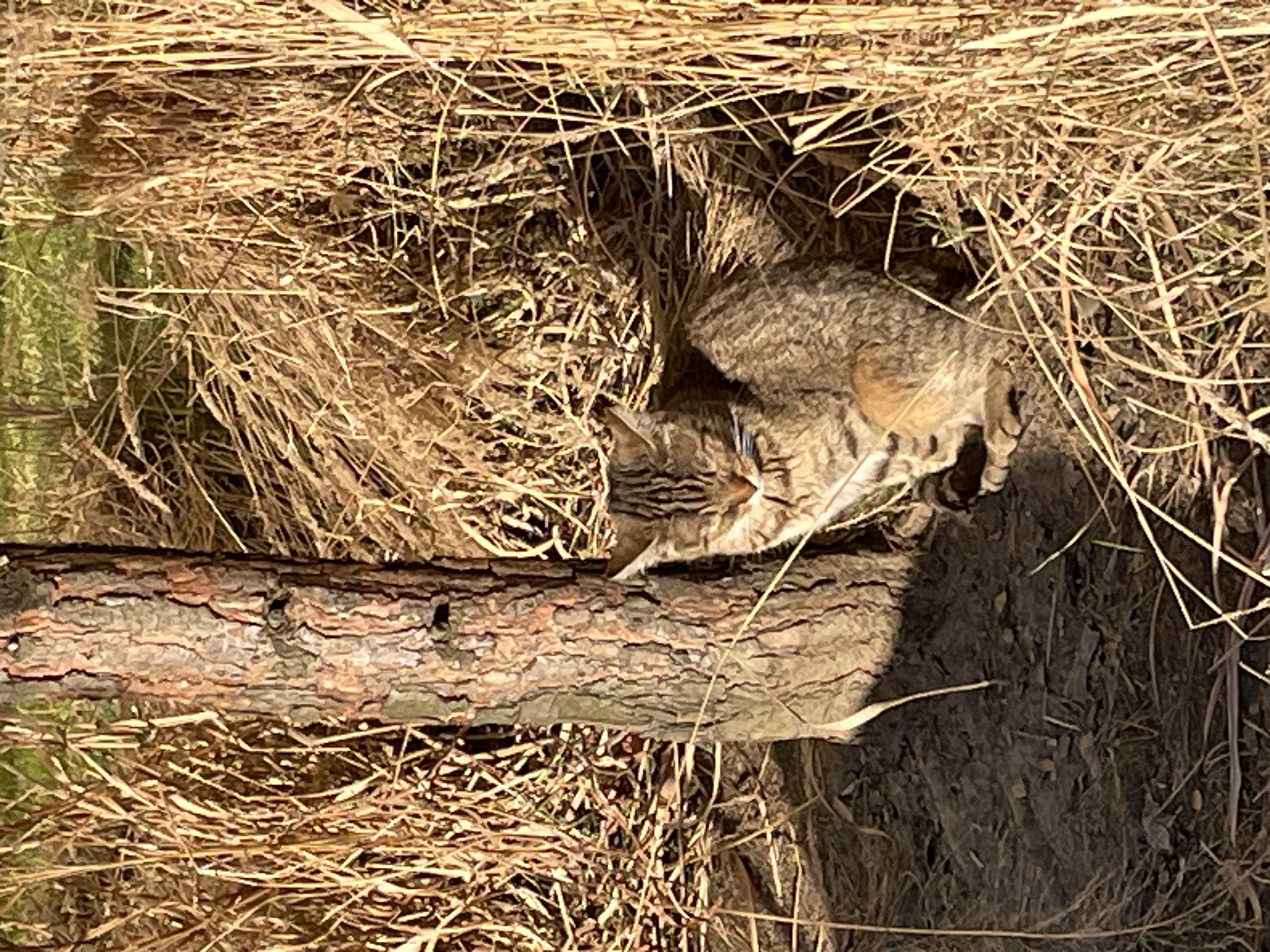 An outdoor scene in Saint Petersburg, Russia, depicts a domestic tabby cat resting against the lower trunk of a tree, surrounded by dry, golden-brown vegetation. The cat, primarily brown with black stripes and spots, is positioned upright with its eyes closed or nearly closed, and a thin blue collar is visible around its neck. Its front paws are tucked beneath its body. The tree trunk, positioned slightly left of center, is vertical with rough, reddish-brown bark. The ground immediately beneath the cat and tree is dark soil. Dense, desiccated grass or reeds fills the background and much of the foreground, illuminated by direct sunlight which casts distinct shadows and highlights the textures of the vegetation.