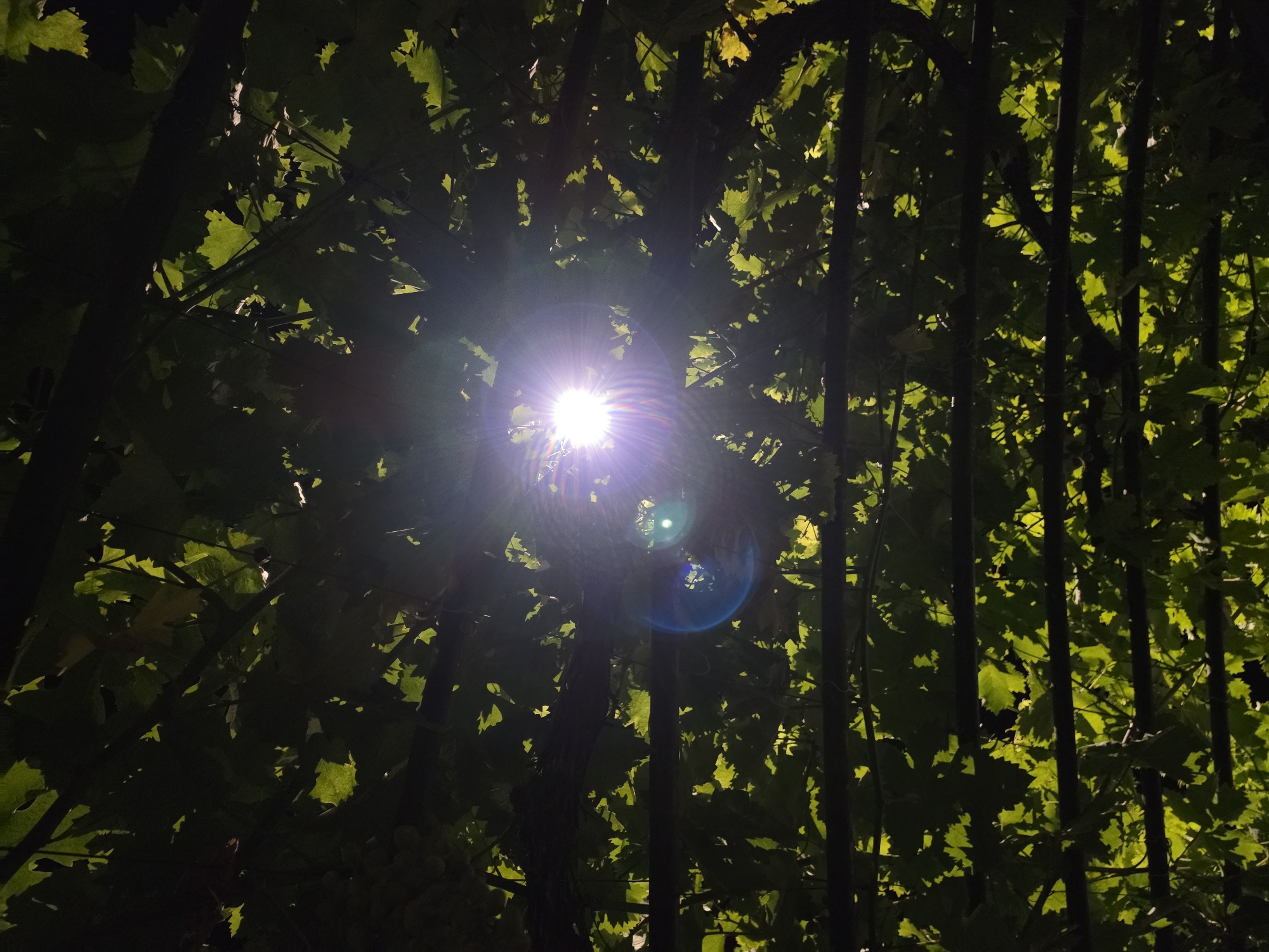 The image is a low-angle shot looking up through a canopy of dark green leaves and horizontal branches, possibly a pergola or trellis. Bright sunlight streams through the foliage from the upper center of the frame, creating a lens flare and a distinct starburst effect. Some leaves are illuminated from behind, appearing translucent and a brighter green, while others are in shadow. The overall impression is of being under a dense, leafy overhead structure with the sun shining through. There are no people or animals visible in the image, and the location is unknown.