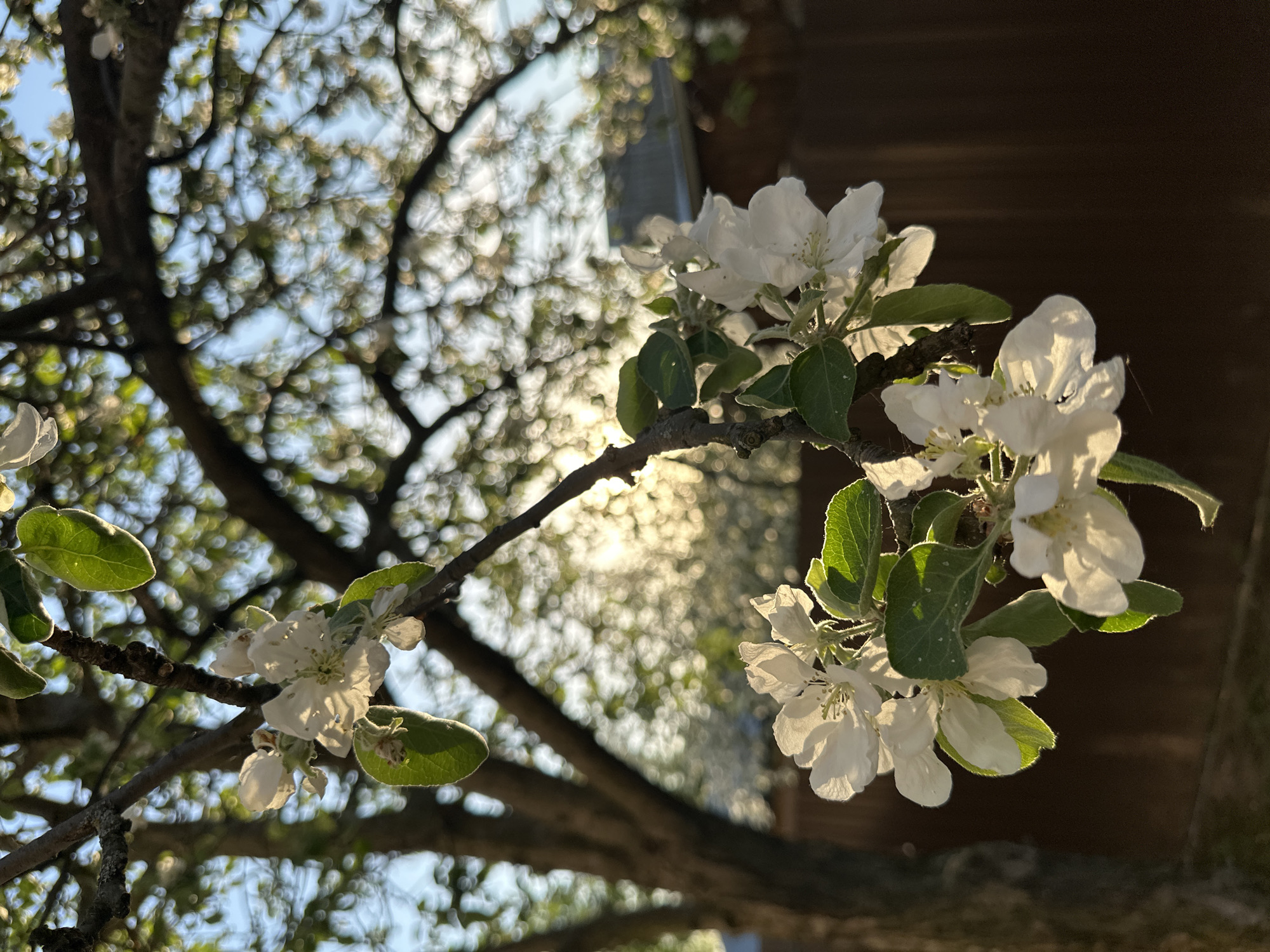 The image depicts a close-up view of an apple tree branch blooming with white flowers and green leaves. The branch appears to be against a backdrop of a blurred sky and tree branches. The sunlight filters through the branches, creating a bokeh effect. The location in the city of Chaikovsky, Russia, is not verifiable from the visual information alone.