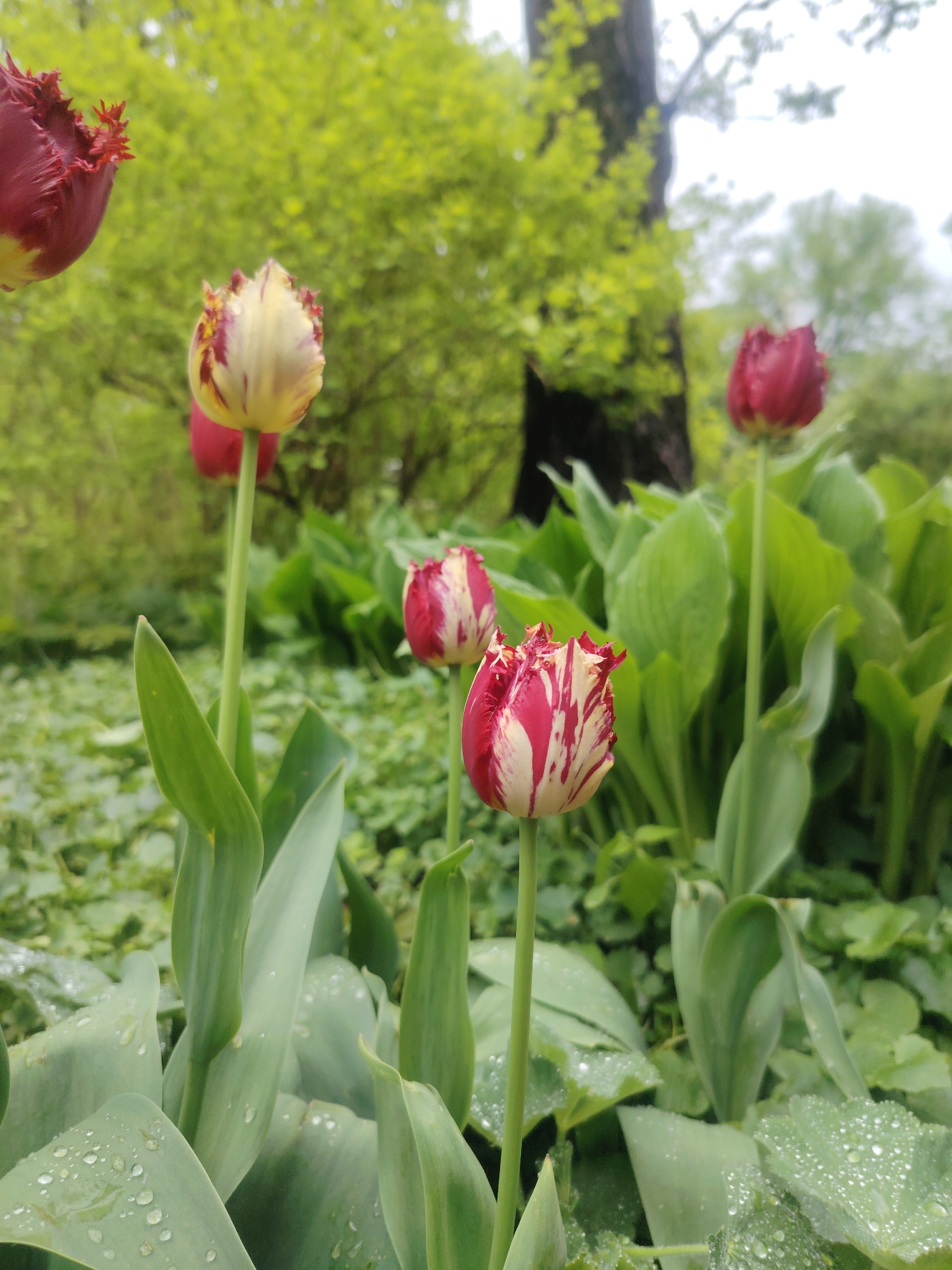 The image depicts a close-up of several tulips in a garden setting. The tulips are a mix of red and white striped varieties, and some are fringed. Dewdrops are visible on the green leaves of the tulips and other surrounding foliage. In the background, there is a blurred green canopy of trees and a glimpse of a dark tree trunk.
While I can identify the features in the image, I cannot confirm the specific location in Riga, Latvia without additional information or evidence.