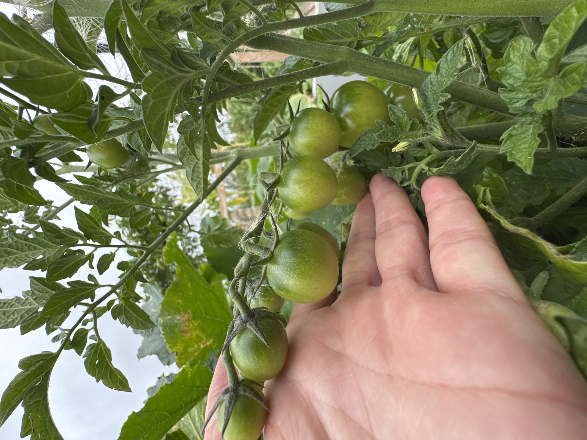 A hand is shown holding a branch of unripe, green tomatoes on a plant. The tomatoes are small and round, with visible stems and green leaves surrounding them. The background is out of focus, showing more greenery and a cloudy sky. The image appears to be taken outdoors in a garden. There is no information about Kempelevo, Russia in the image.