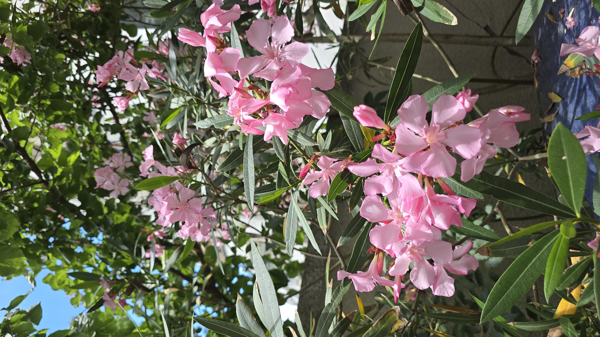 A close-up, vertical, eye-level shot focuses on a cluster of bright pink oleander flowers in bloom, set against a background of lush green foliage and a partially visible blue sky. The flowers are delicate with five petals, and some are in full bloom while others are still budding. Long, narrow, dark green leaves of the oleander plant are visible throughout the frame. In the background, a gray stone wall and branches of other trees can be seen. The lighting suggests it is daytime, with sunlight dappling the leaves and flowers. The scene appears to be outdoors, possibly in a garden or park within an urban setting, given the presence of the wall.