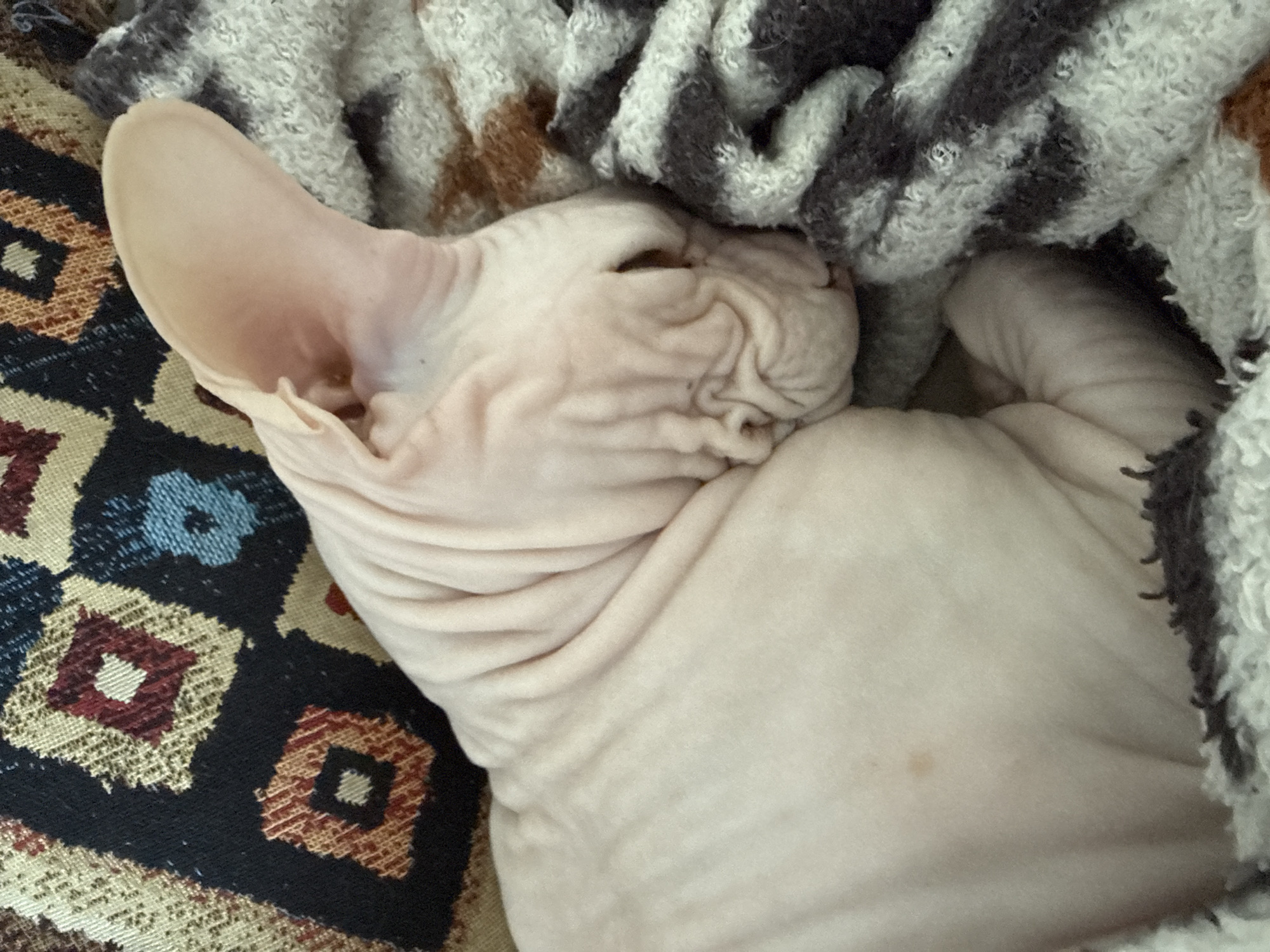 A light pink Sphynx cat is sleeping. The cat is lying on its side, with its eyes closed and wrinkles visible on its face and neck. The cat is partially covered by a striped gray and white knit blanket. Underneath the cat is a patterned textile with black, blue, red, and brown geometric shapes. There is no indication of Krasnoyarsk, Russia.