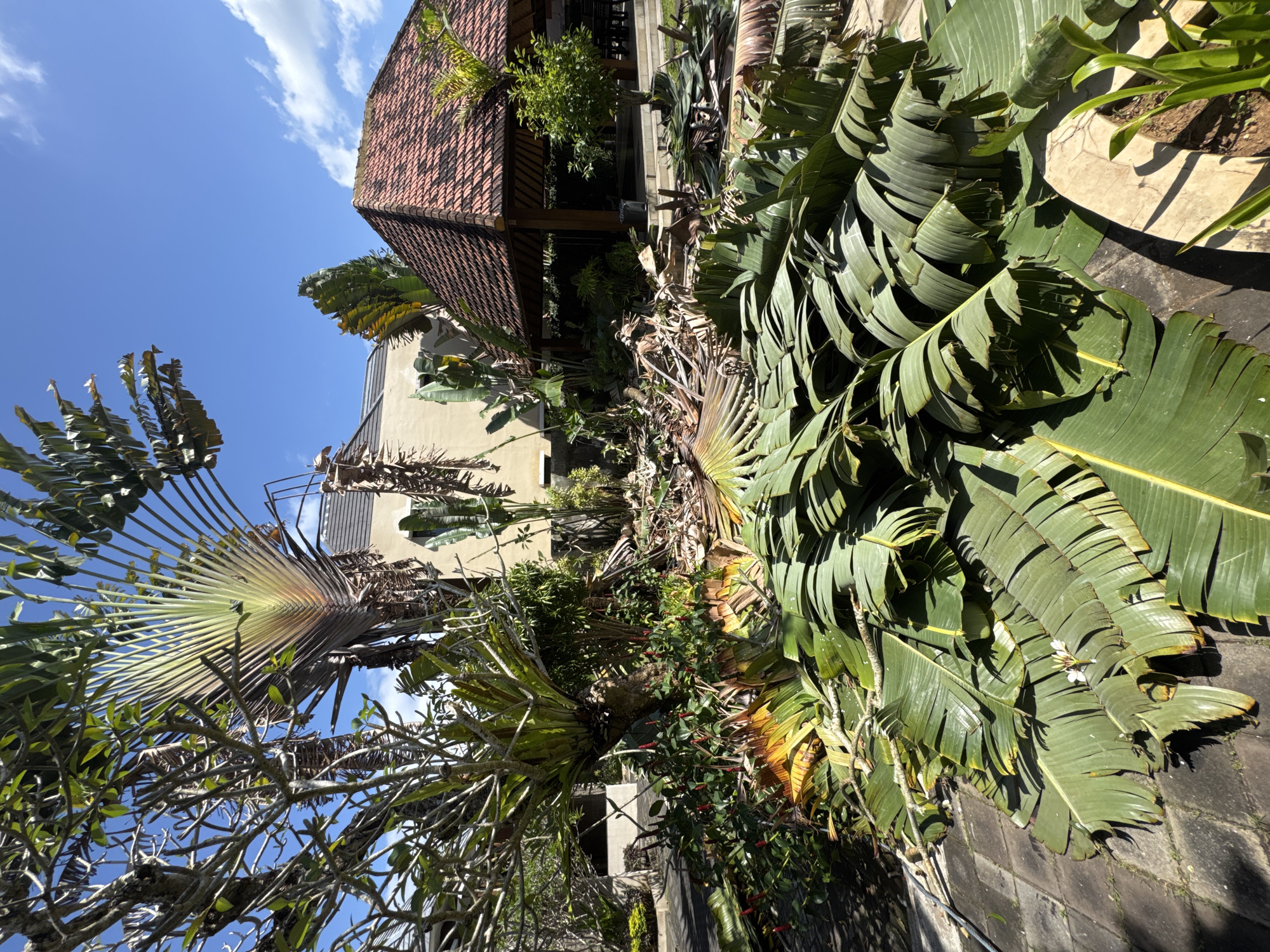 A vibrant scene unfolds in Kuta Selatan, Indonesia, showcasing lush tropical vegetation and architectural elements. Towering green banana leaves are prominent in the foreground, contrasting with the more skeletal, fan-like structure of a traveler's palm to the left. A building with a red-tiled roof adds to the tropical setting. The sky, visible through gaps in the foliage, is a clear blue with scattered clouds.