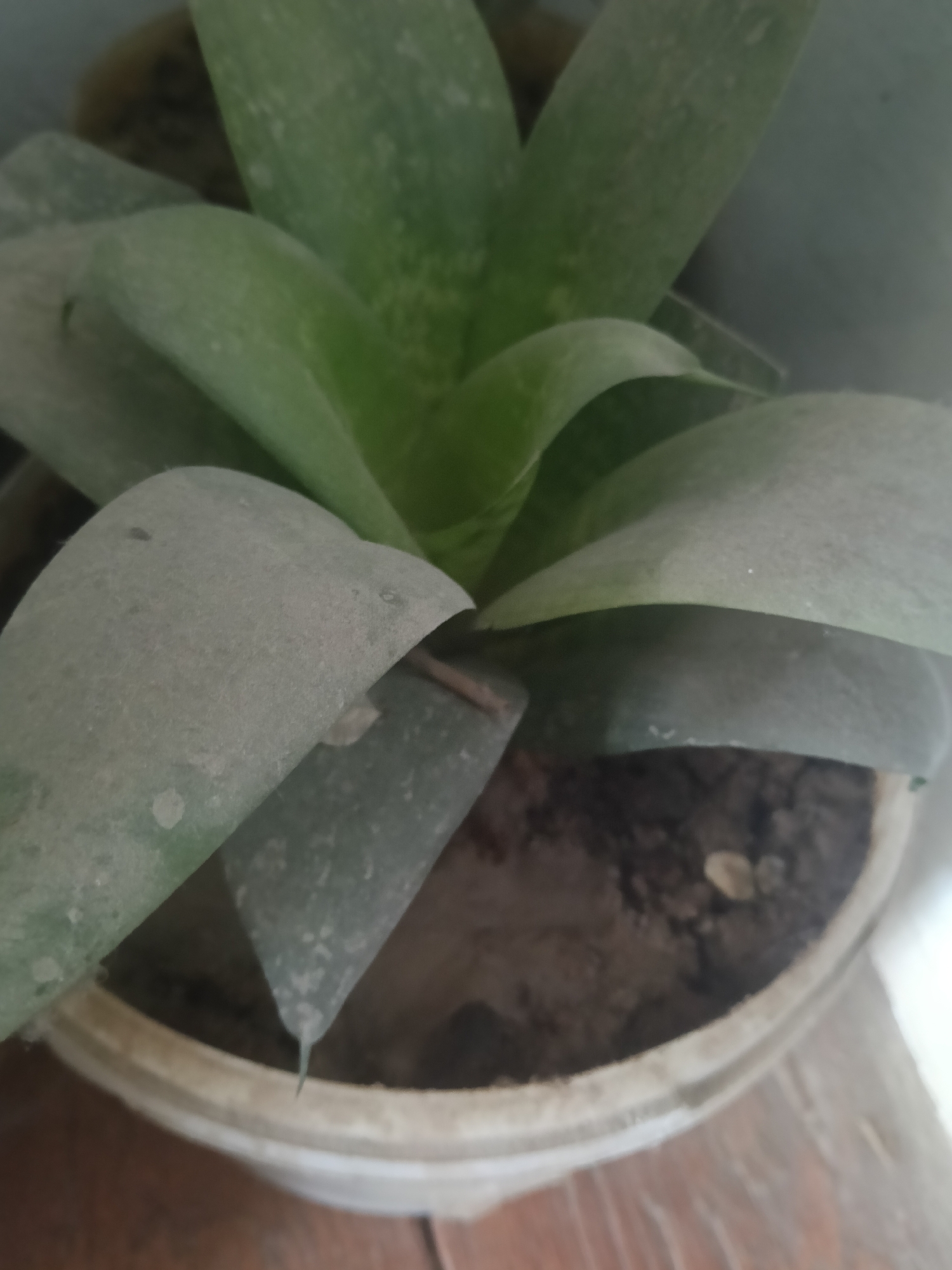 The image shows a close-up, slightly blurry view of a potted succulent plant. The plant has thick, fleshy green leaves that are covered in a layer of dust. The pot is a light-colored ceramic or plastic planter, and it sits on a wooden surface. The background is out of focus and appears to be a plain wall. There are no people or animals visible in the image. The overall impression is that of a neglected or dusty houseplant. There is no information in the image to suggest a specific location within Altinkul, Uzbekistan.
