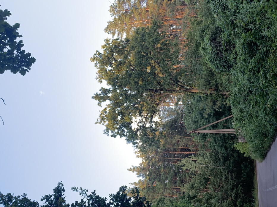The image depicts a static outdoor scene located in a wooded area of Mykhailivka-Rubezhivka, Ukraine. The primary subjects are dense vegetation and a paved road.
In the lower-left foreground, a dark gray paved road curves gently towards the left, exiting the frame. The road surface appears unmarred, with no visible markings or debris. Adjacent to the road, extending across the lower and middle sections of the frame, is an abundance of lush, green undergrowth, consisting of various shrubs and smaller plants, which appear to be overgrown in areas.
Towards the left-middle, a light-brown wooden utility pole, constructed with two angled supports forming an A-frame structure, stands upright. Multiple dark wires extend horizontally from the upper section of this pole, disappearing into the dense foliage on the right. A low, dark fence or barrier is partially obscured by vegetation directly behind the utility pole.
The midground and background are dominated by a dense forest. Large deciduous trees, characterized by their full, rounded green canopies, are prominent in the center and extend towards the upper left. Behind these, particularly on the right side, a stand of coniferous trees, identifiable by their tall, slender trunks and more pointed tops, are visible. The upper sections of these coniferous trees on the right are illuminated by warm, golden sunlight, indicating either late afternoon or early morning.
The upper portion of the image reveals a clear, light blue sky, devoid of significant cloud cover. A faint, small, white, crescent-like object, possibly the moon, is faintly visible in the upper-center sky. No people, animals, or vehicles are present in the scene. The overall impression is one of a quiet, undeveloped natural environment bordering a paved thoroughfare.