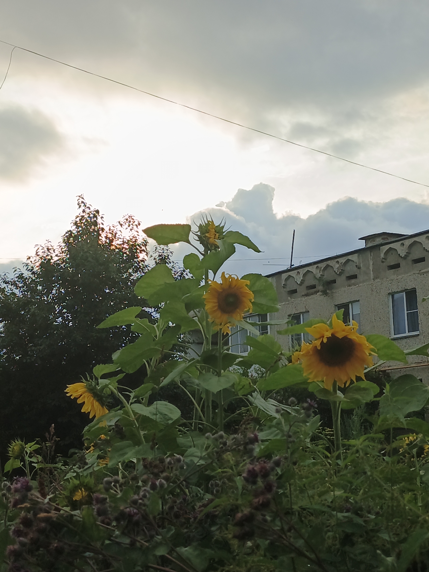In Medvedyovka, Russia, a cluster of sunflowers is the focal point of the scene, with their bright yellow petals contrasting against a cloudy sky. The sun peeks through the clouds, casting a soft light. Behind the sunflowers, a dense green tree adds depth to the foreground, while a weathered, light-colored building with distinctive arched window decorations stands in the background. The building's architecture suggests an older, possibly rural or suburban setting. The overall mood is serene, with the natural beauty of the sunflowers juxtaposed against the man-made structure. The time of day appears to be late afternoon or early evening, given the soft lighting and dramatic cloud formations. There are no visible text elements in the image.
