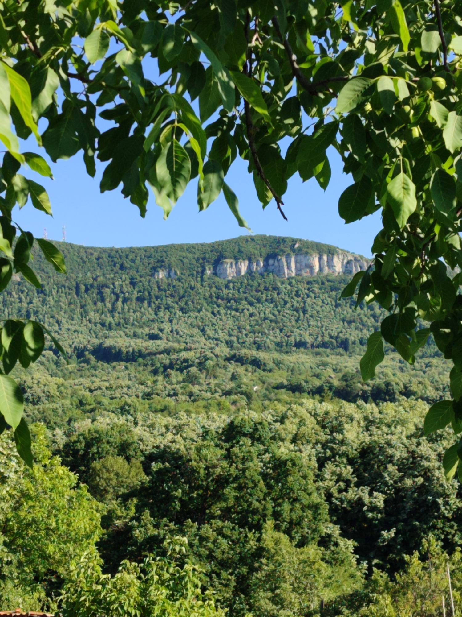 The image depicts a scenic natural landscape with a focus on a lush green forest extending towards a majestic cliff face. The foreground is dominated by the dense foliage of trees, with some branches and leaves framing the view. The middle ground reveals a vast expanse of dense forest covering rolling hills. In the background, a prominent cliff face, characterized by its sheer rock formations and a lighter, striated appearance, rises above the forested slopes. The sky above is a clear, vibrant blue. This landscape is characteristic of the area surrounding Vratsa, Bulgaria, a city renowned for its dramatic karst topography and natural beauty, including the Vratsa Balkan Nature Park which features similar geological formations and extensive forests.