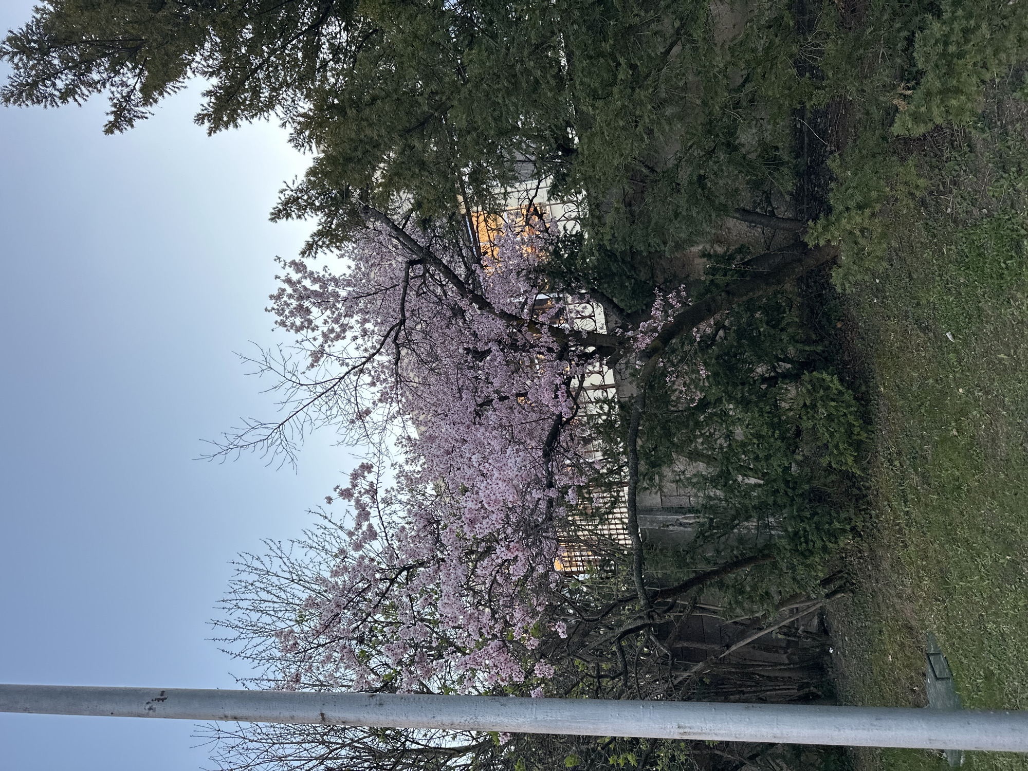 The image is taken outdoors in what appears to be a park or garden in Sofia, Bulgaria. A metal pole is visible in the foreground, partially obscuring the view. Behind the pole are trees, some with pink blossoms, possibly cherry trees in bloom. The trees extend upwards and frame a building in the background. The sky is light blue and visible through the branches. The grass and foliage on the right side suggest a maintained green space. The building behind the trees is partly obscured. There are no people visible in the scene.