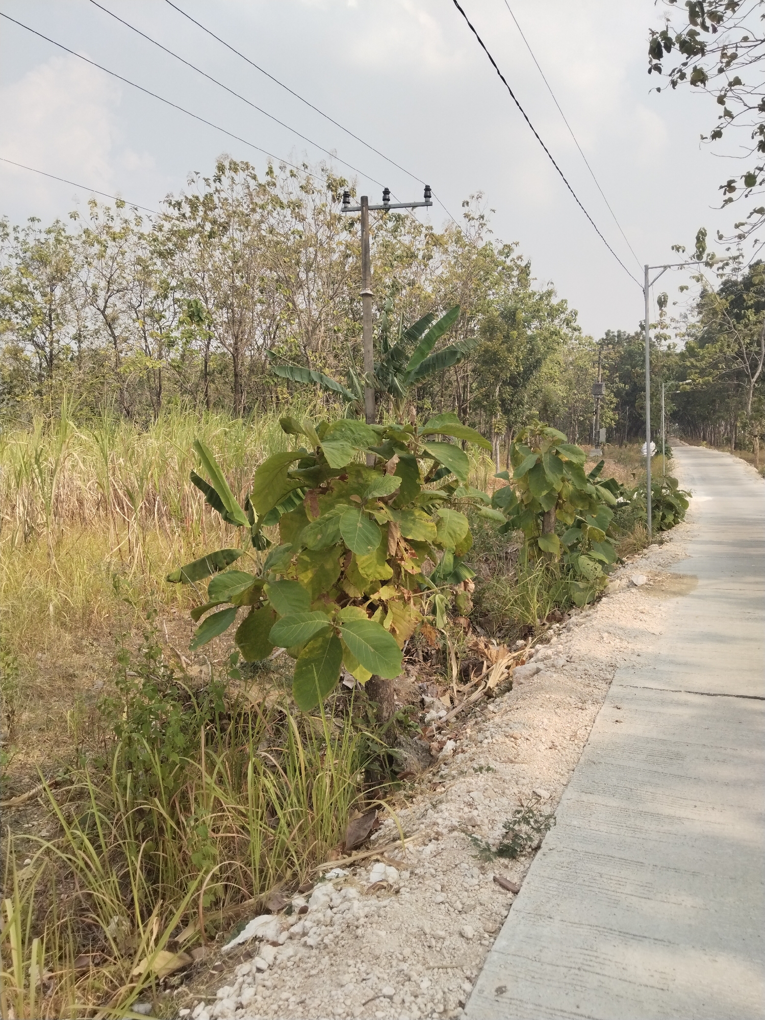 The image depicts a paved road winding through a rural area in Alasgung, Indonesia. The road, made of concrete, is bordered by dry, grassy vegetation and a few leafy trees. In the foreground, on the left side of the road, there are several small, leafy plants and tall, dry grasses. A utility pole with electrical wires is visible in the middle ground, along with more trees and vegetation that extend into the background. The sky is overcast. There are no people or animals visible in the scene.