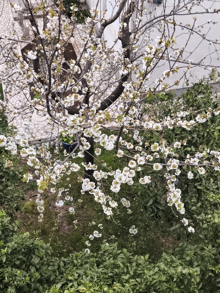 The scene depicts an overhead view of a garden or courtyard in Budva, Montenegro, under natural light conditions. A deciduous tree, prominently centered and in the foreground, is covered in numerous clusters of small white blossoms and nascent light green foliage. Its dark brown branches are visible between the floral clusters. Below the blossoming tree, the ground consists of patchy green grass and exposed soil. A dark blue cylindrical pot is visible on the ground near the base of the tree. The lower quarter of the image features dense, vibrant green foliage from shrubs or smaller plants. In the background, behind the blooming tree, a light-colored building wall with a visible window opening occupies the upper-right, while a paved area with irregular light-toned stones extends across the upper-left and mid-left. No individuals are present in the image.