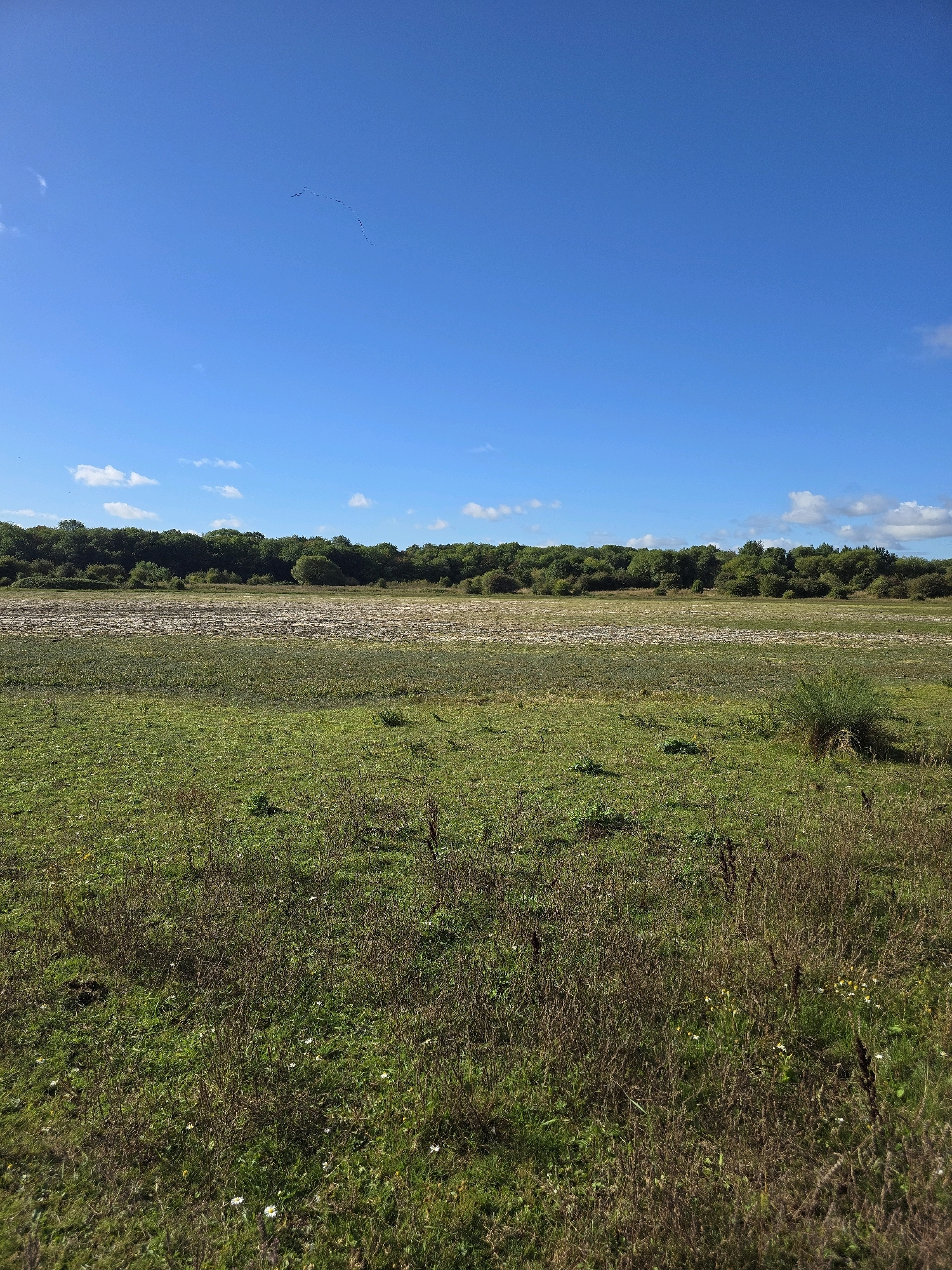 The image depicts a rural landscape under a clear blue sky with scattered white clouds. In the foreground, a grassy field with patches of dry vegetation and small white flowers stretches towards the middle ground. The middle ground features a wide expanse of dry, textured ground with interspersed vegetation, suggesting a marshy or seasonally dry area. Beyond this, a dense line of green trees forms the horizon, with some scattered bushes and trees in front of the main treeline. A flock of birds is visible flying in a V-formation high in the sky. The scene is natural and undeveloped, likely a park or natural reserve within or on the outskirts of Stockton-on-Tees. There are no people or man-made structures immediately apparent in the image.