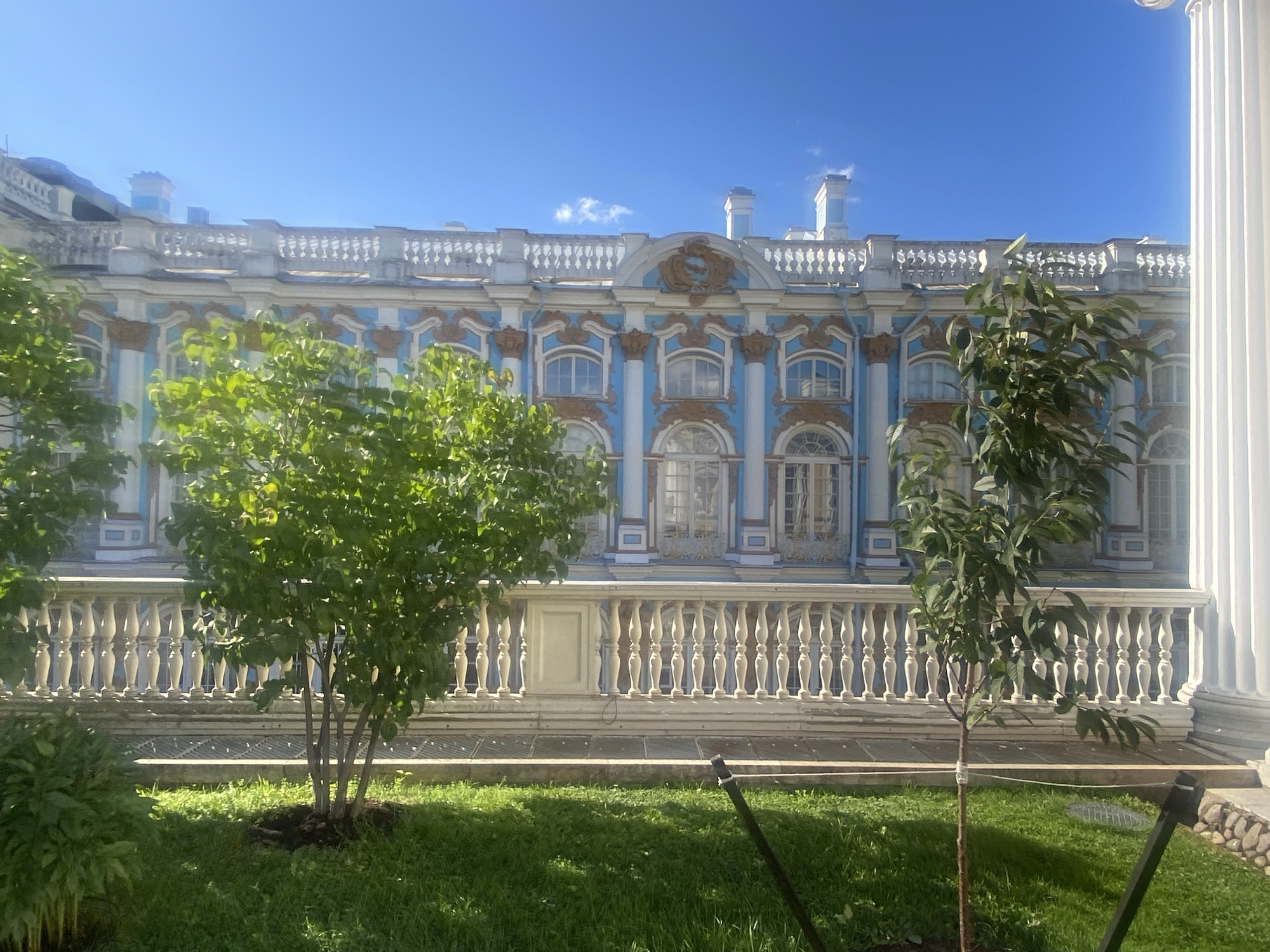 The image shows a bright, sunny day in Pushkin, Russia, with a clear blue sky. The focal point is the Catherine Palace, a grand baroque building with ornate blue and white detailing and gold accents. The palace features numerous arched windows and decorative architectural elements along its roofline. In the foreground, a manicured green lawn stretches out, with two young trees planted on it. A white balustrade runs along the front of the palace, separating it from the lawn. The right side of the image features a large white fluted column, part of the palace's structure. No people are visible in the frame. The scene appears to be an exterior shot of a well-maintained park or garden area adjacent to a historic palace.