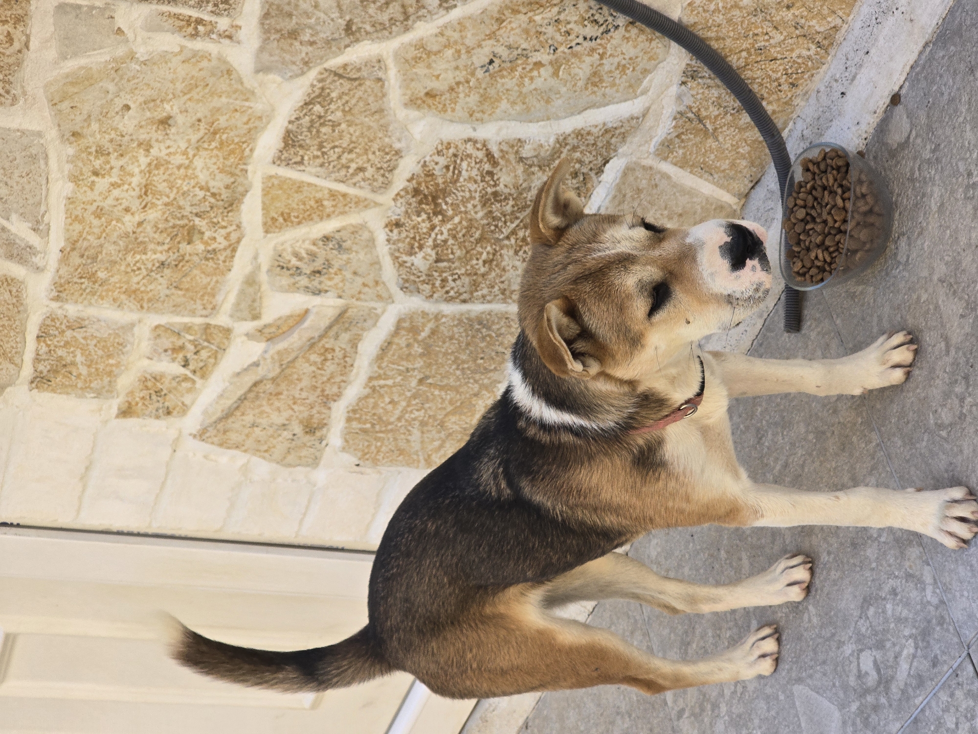 An outdoor scene features a medium-sized dog with brown and black fur, standing on a tiled surface next to a stone wall. The dog has a white chest and collar, and its tail is raised. In front of the dog is a clear bowl filled with dry dog food, and a black hose is visible behind the bowl. The background consists of a textured stone wall and a white door.