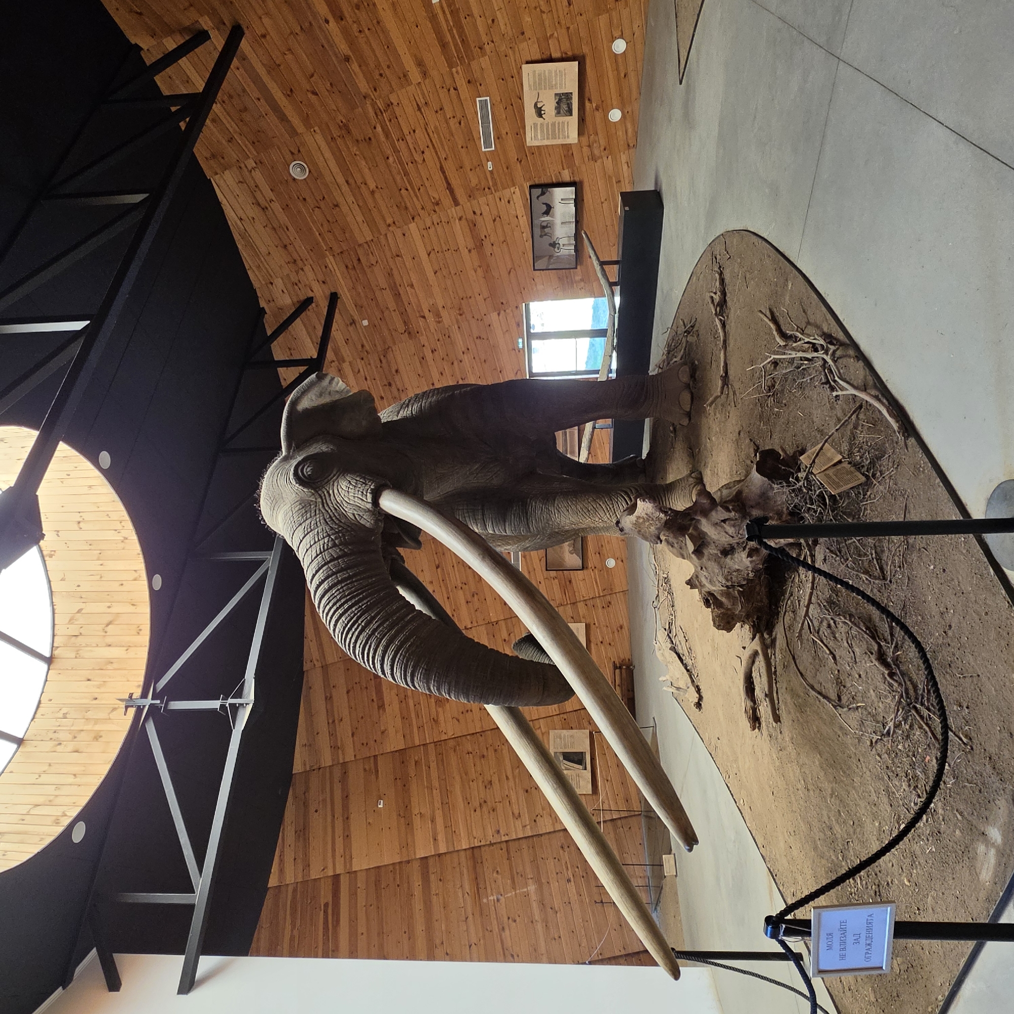 The image shows a large, realistic taxidermy exhibit of a mammoth inside a museum. The mammoth, with its distinctive long, curved tusks, is positioned on a sandy, diorama-like platform surrounded by dead branches and a large piece of driftwood. A black rope fence with metal stanchions is placed in front of the exhibit. A small sign with text in Bulgarian is visible on one of the stanchions.
The museum interior features a distinctive curved wooden wall, giving the impression of a dome or a circular structure. The ceiling has exposed black metal beams and a large circular skylight allowing natural light to illuminate the space. Additional exhibits, including framed pictures and display cases, are visible on the walls in the background. The floor is a light gray concrete.
This scene is located in the "Paleontological Museum - Dorkovo" in the city of Dorkovo, Bulgaria, known for its significant paleontological finds, particularly mammoths.